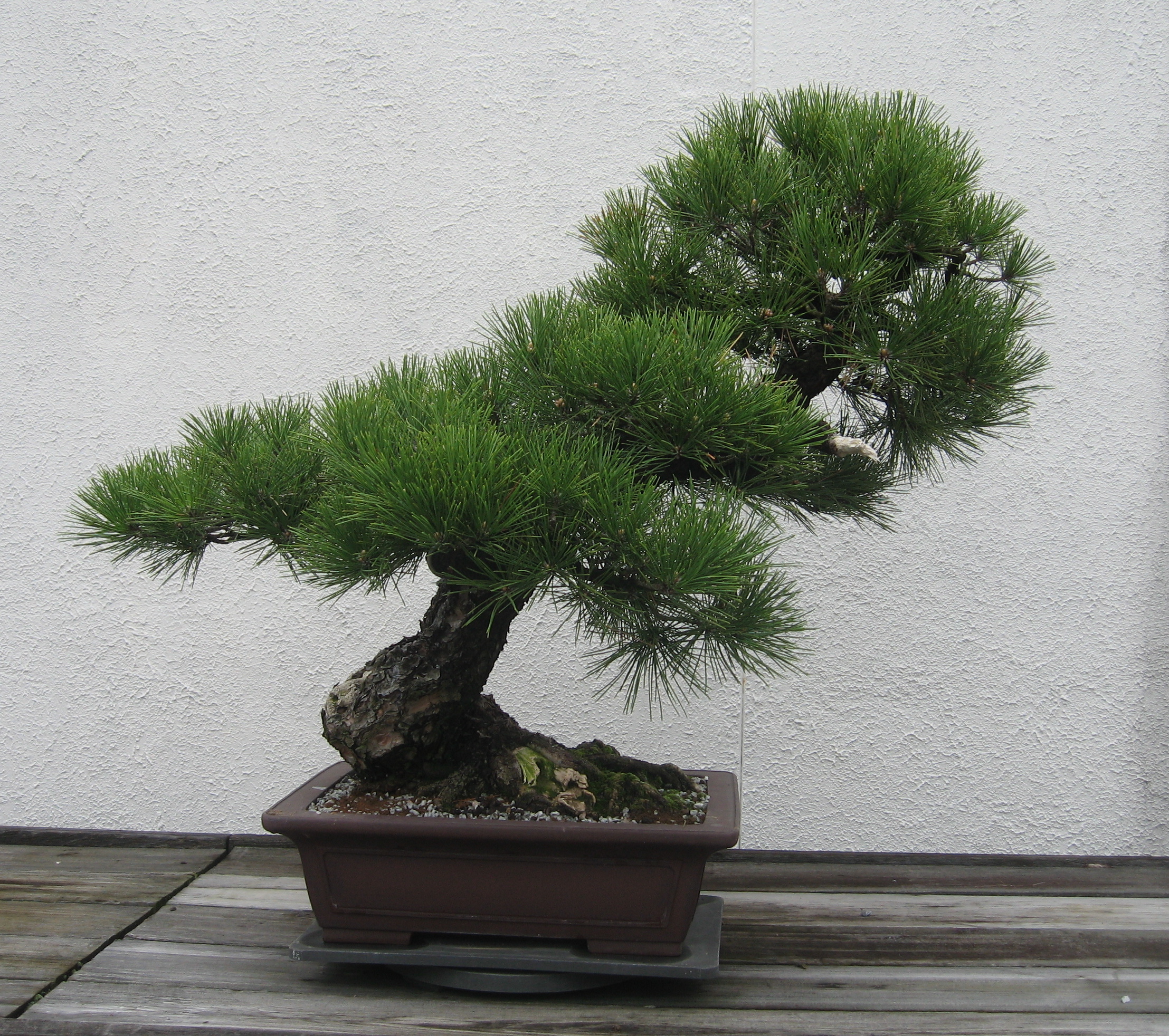 Japanese Black Pine Bonsai