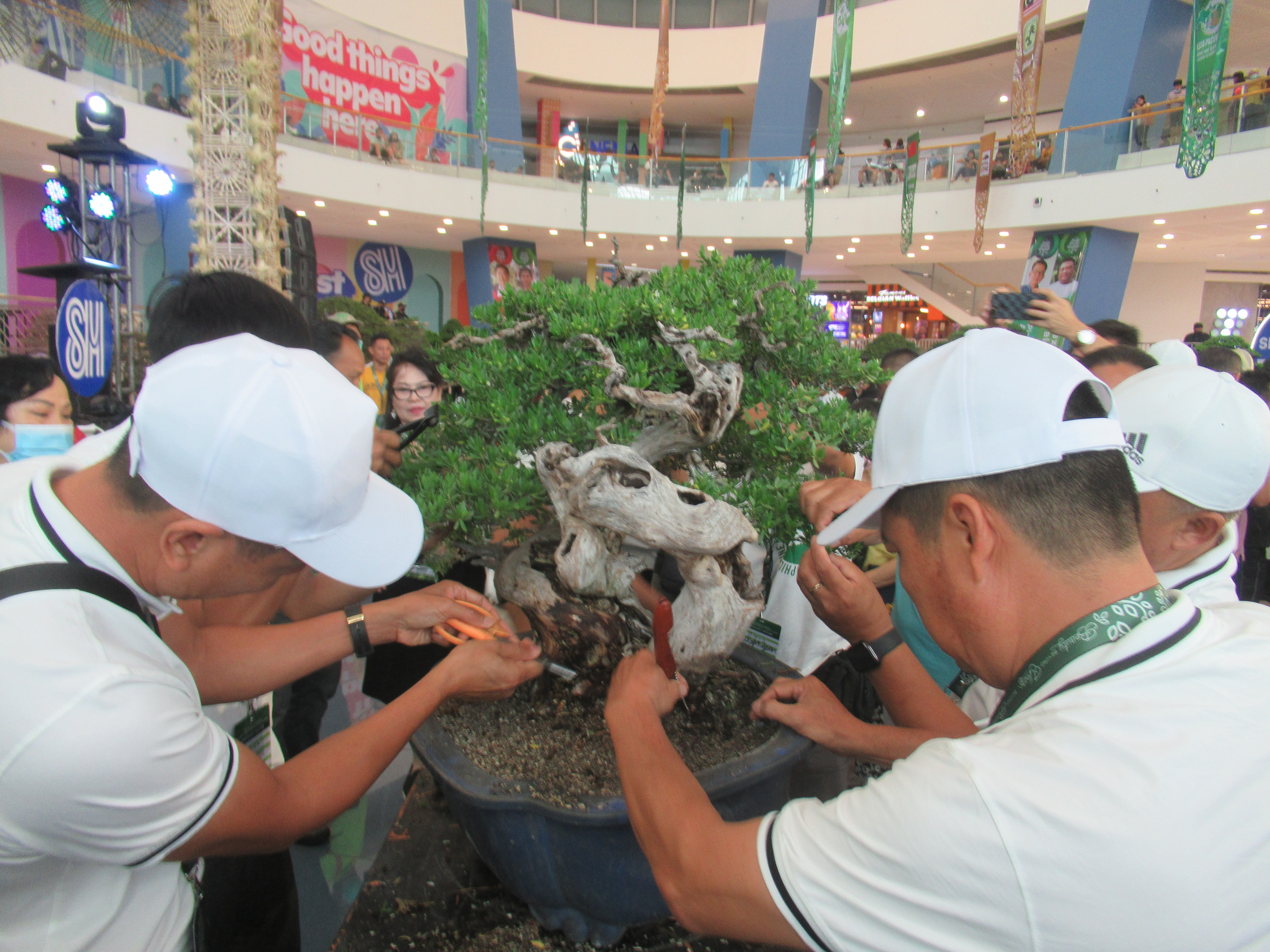 Aged Ficus Bonsai with Dramatic Deadwood