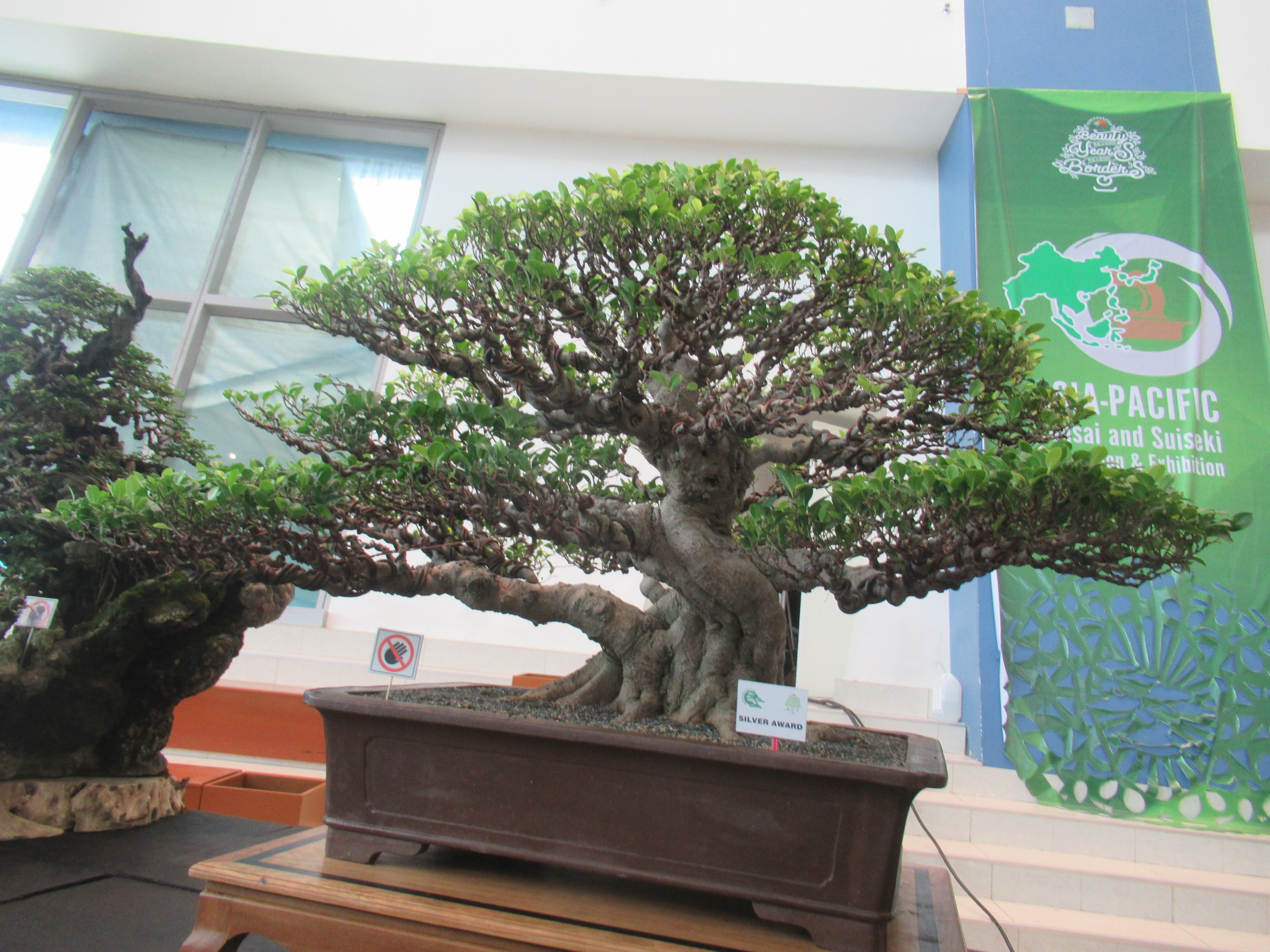 Massive Chinese Banyan Bonsai