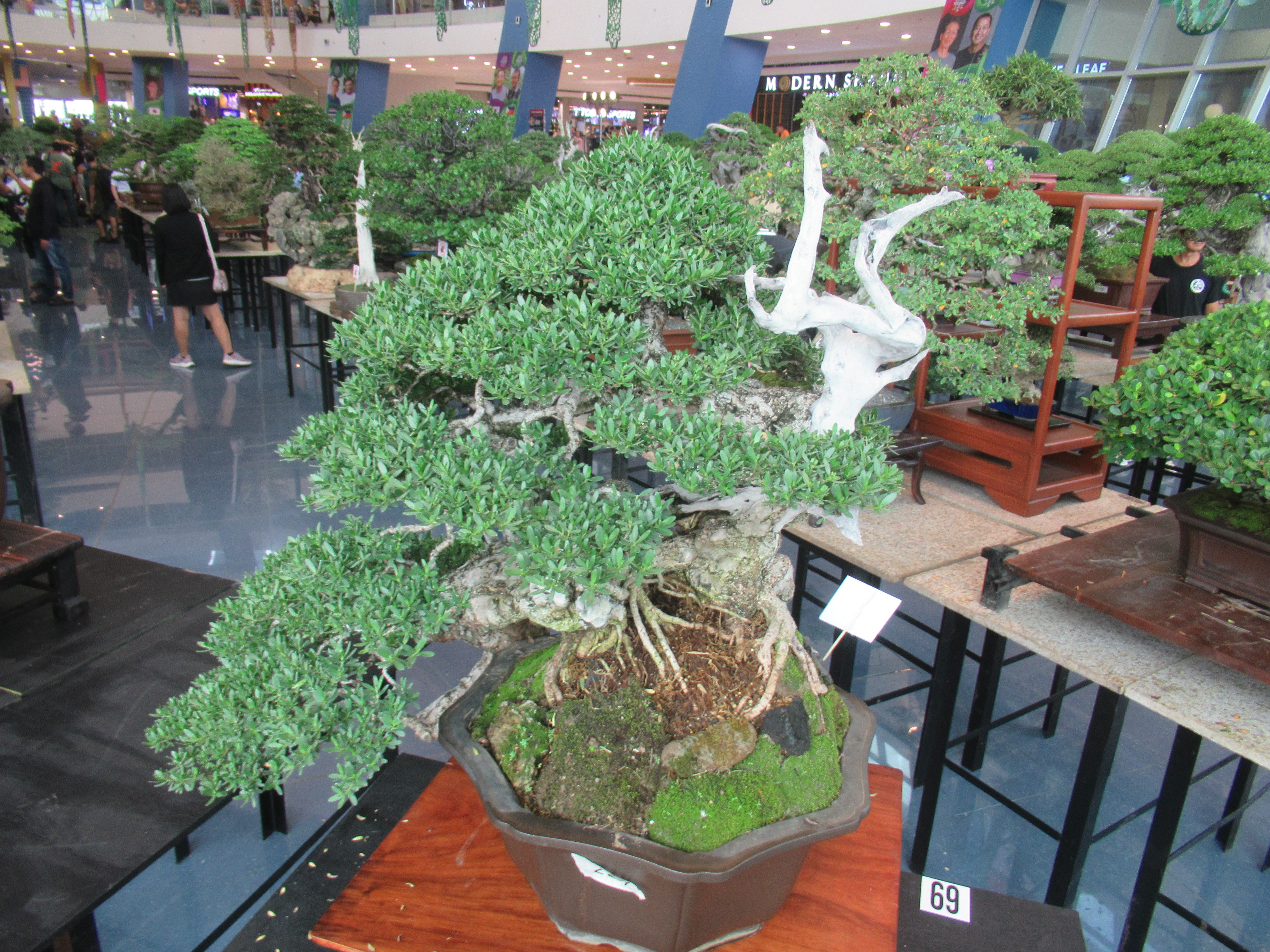 Aged Ficus Informal Upright Bonsai