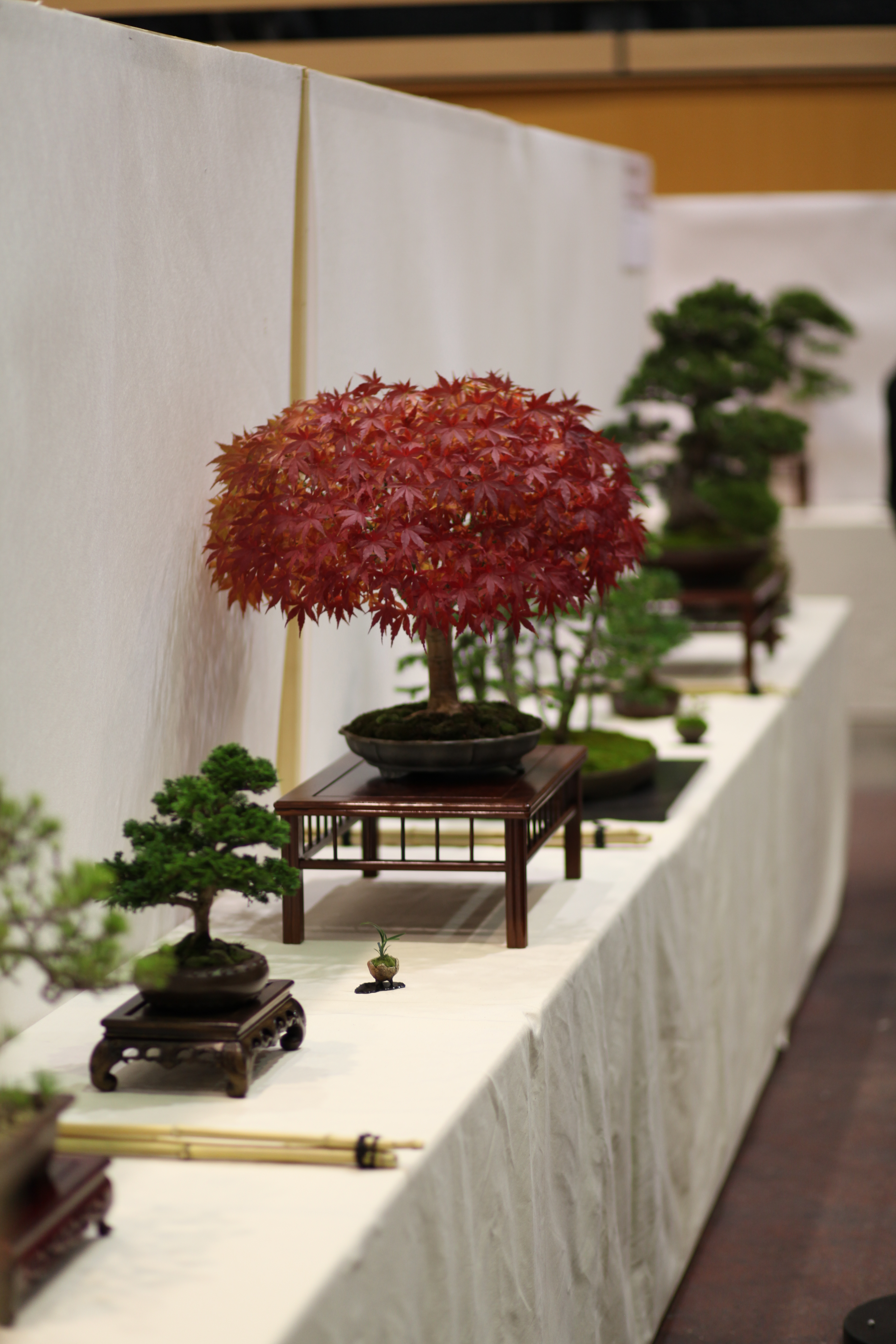 Japanese Maple Bonsai