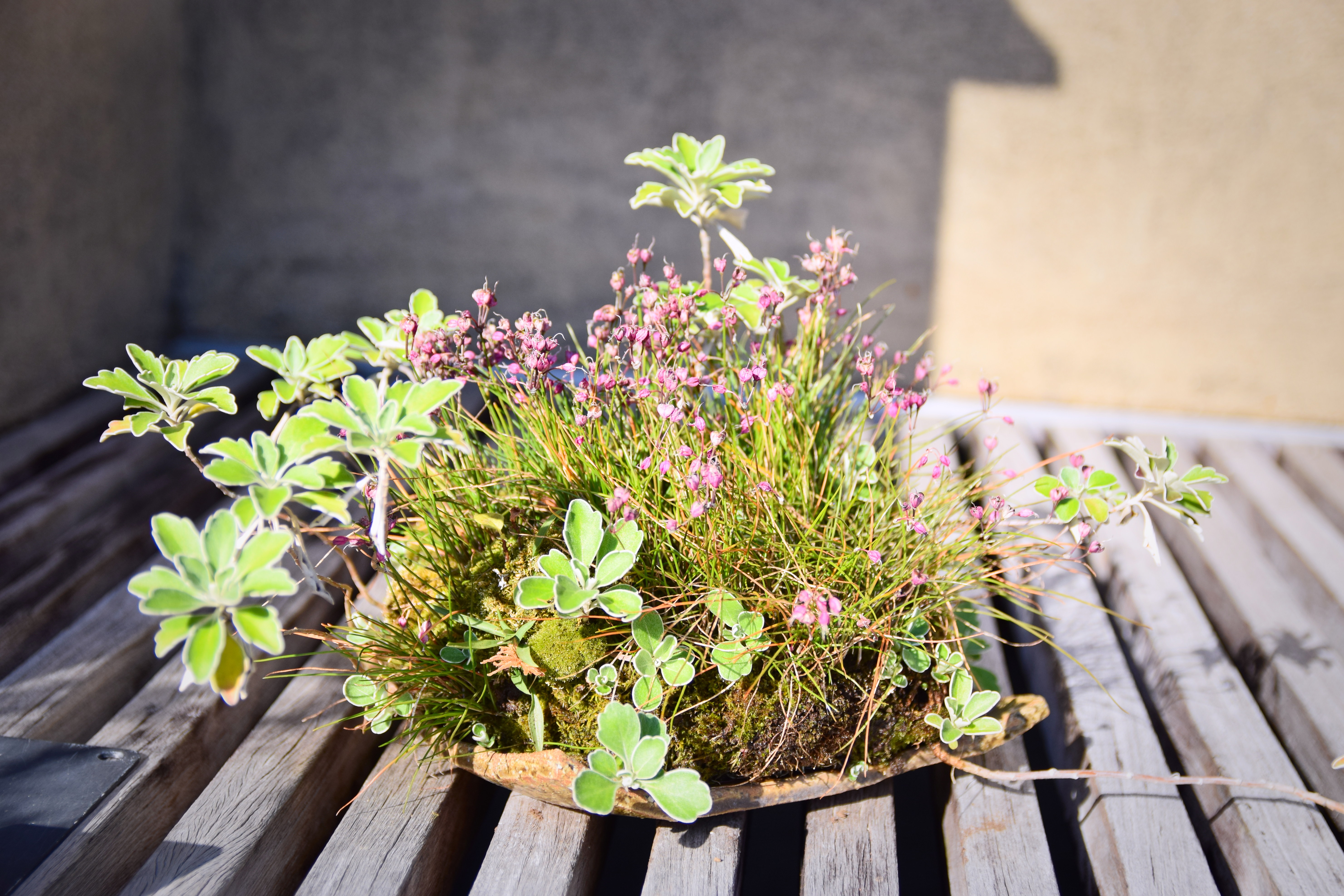 Mixed Kusamono Planting