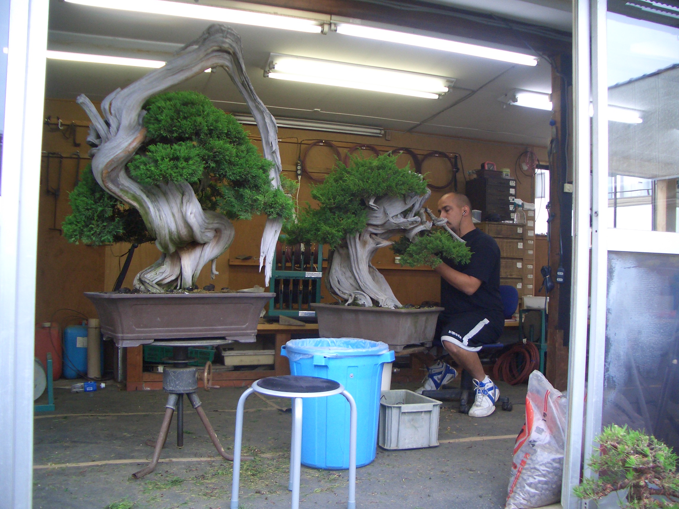 Ancient Shimpaku Juniper Bonsai with Dramatic Deadwood