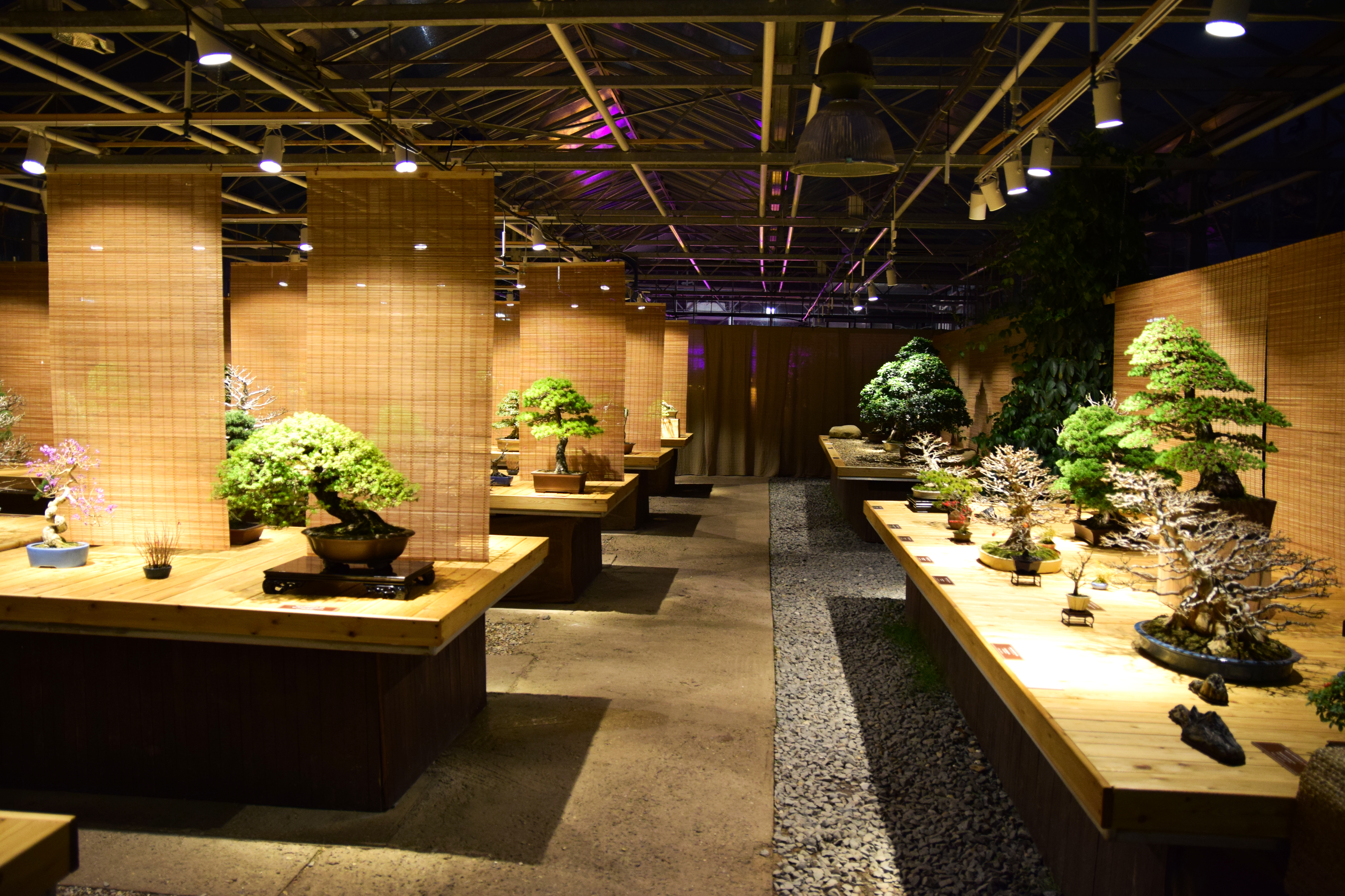 Trident Maple Informal Upright Bonsai