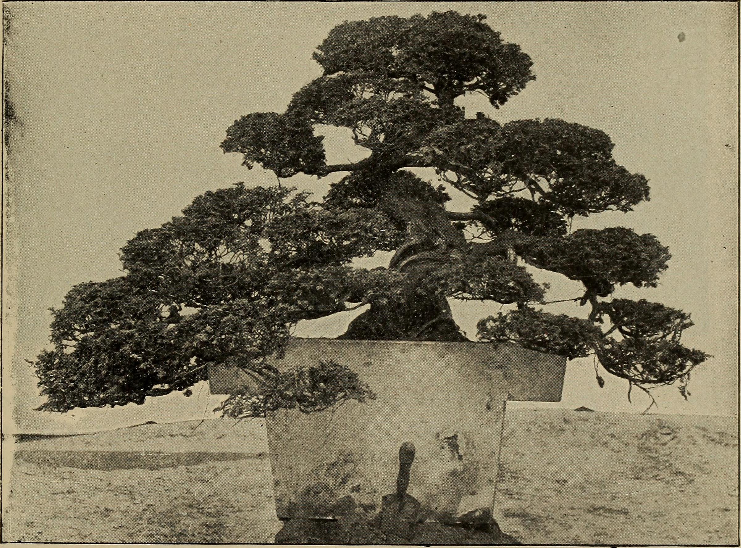 Ancient Juniper Bonsai from 1893 Exposition