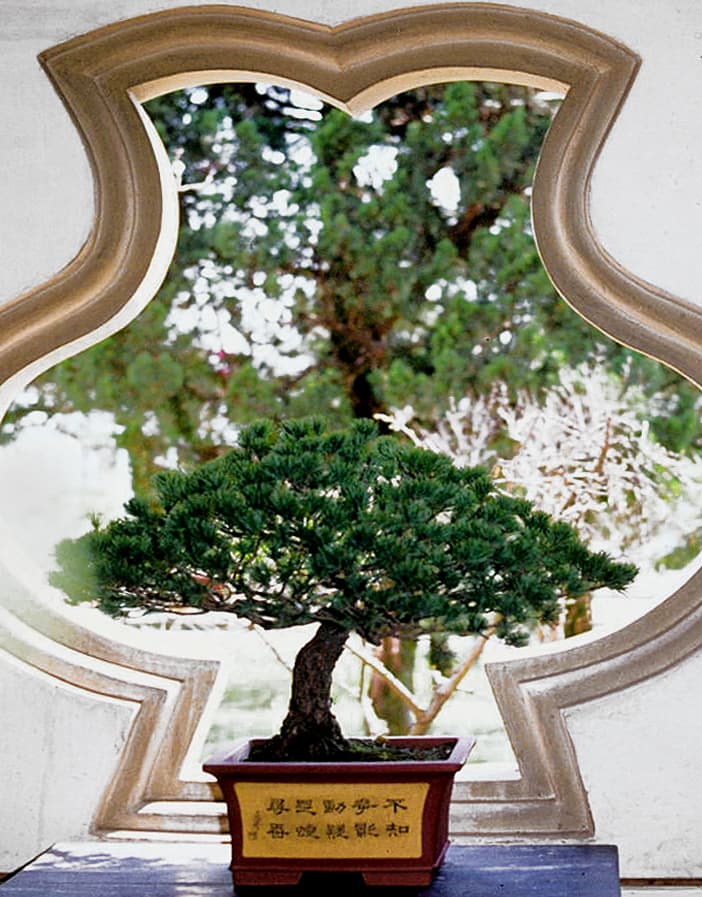 Informal Upright Pine Bonsai