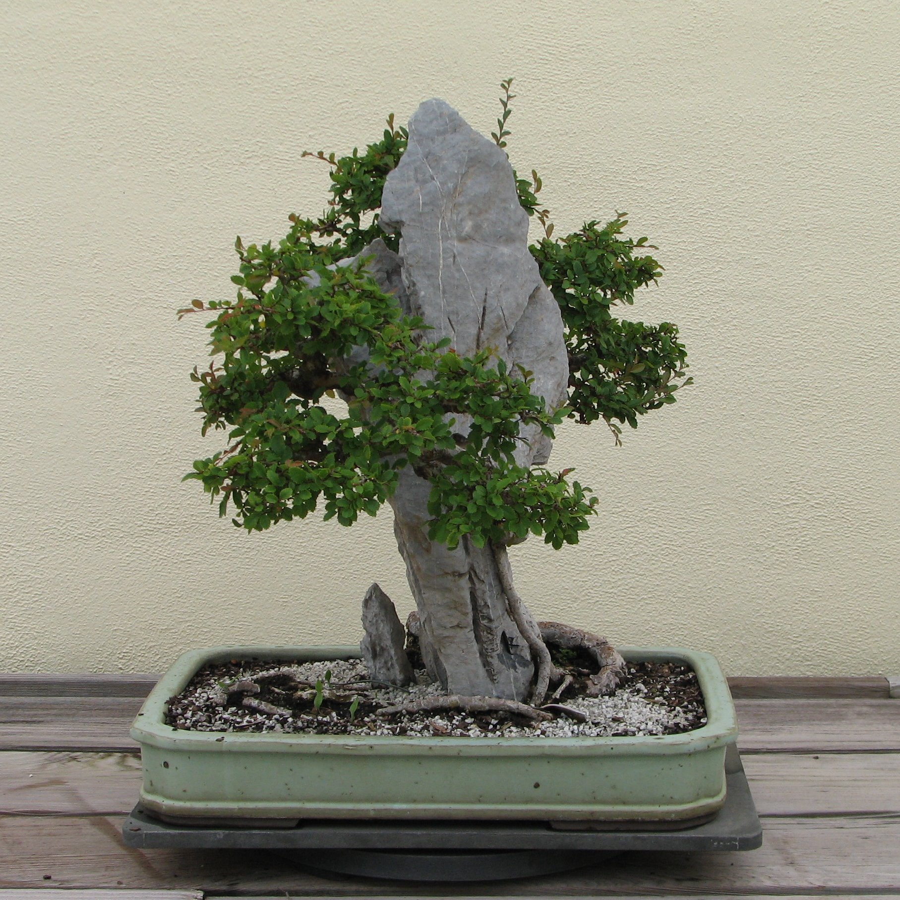 Chinese Elm clinging to Ying Tak Stone