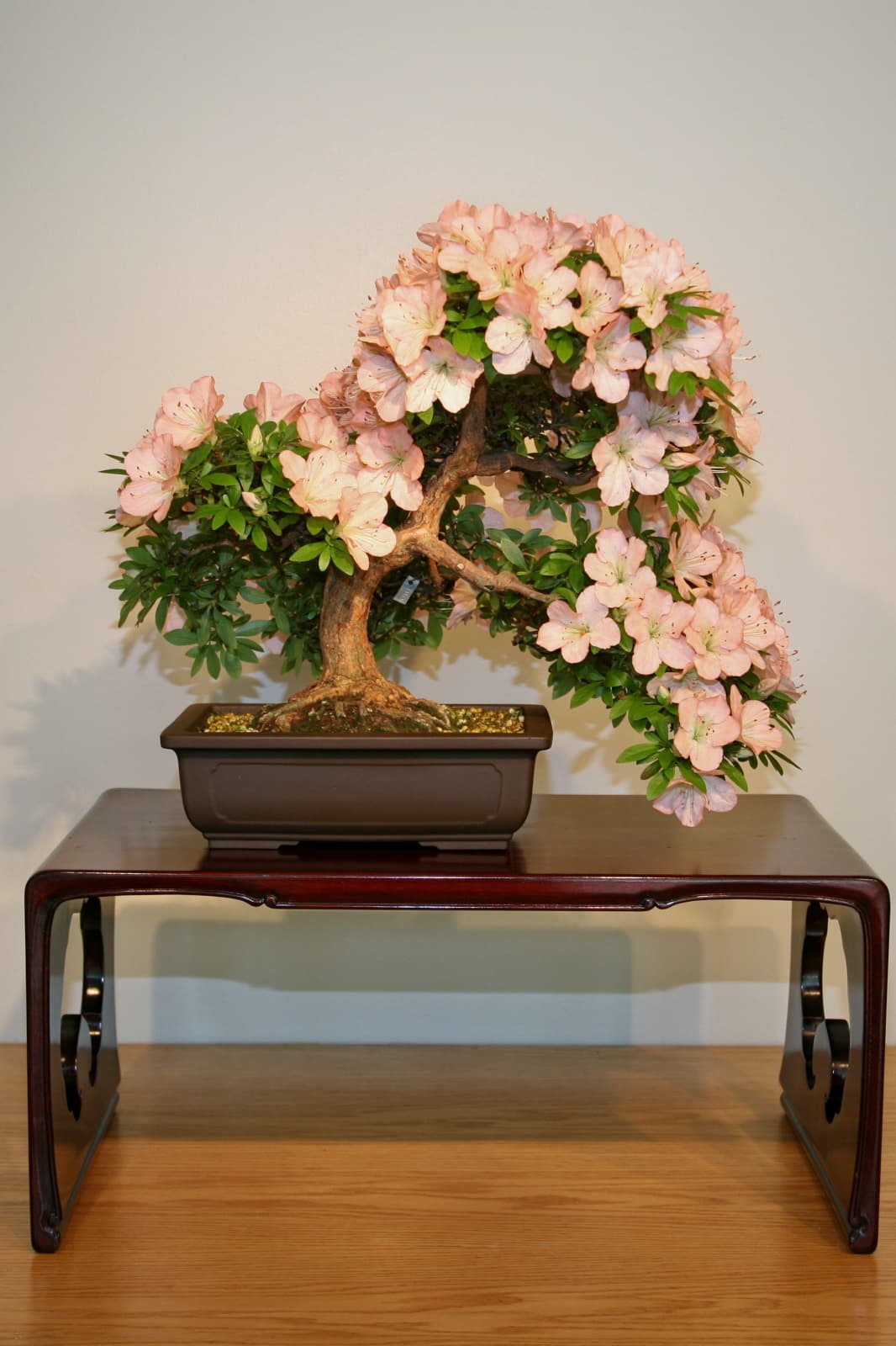 Satsuki Azalea 'Bunka' Bonsai