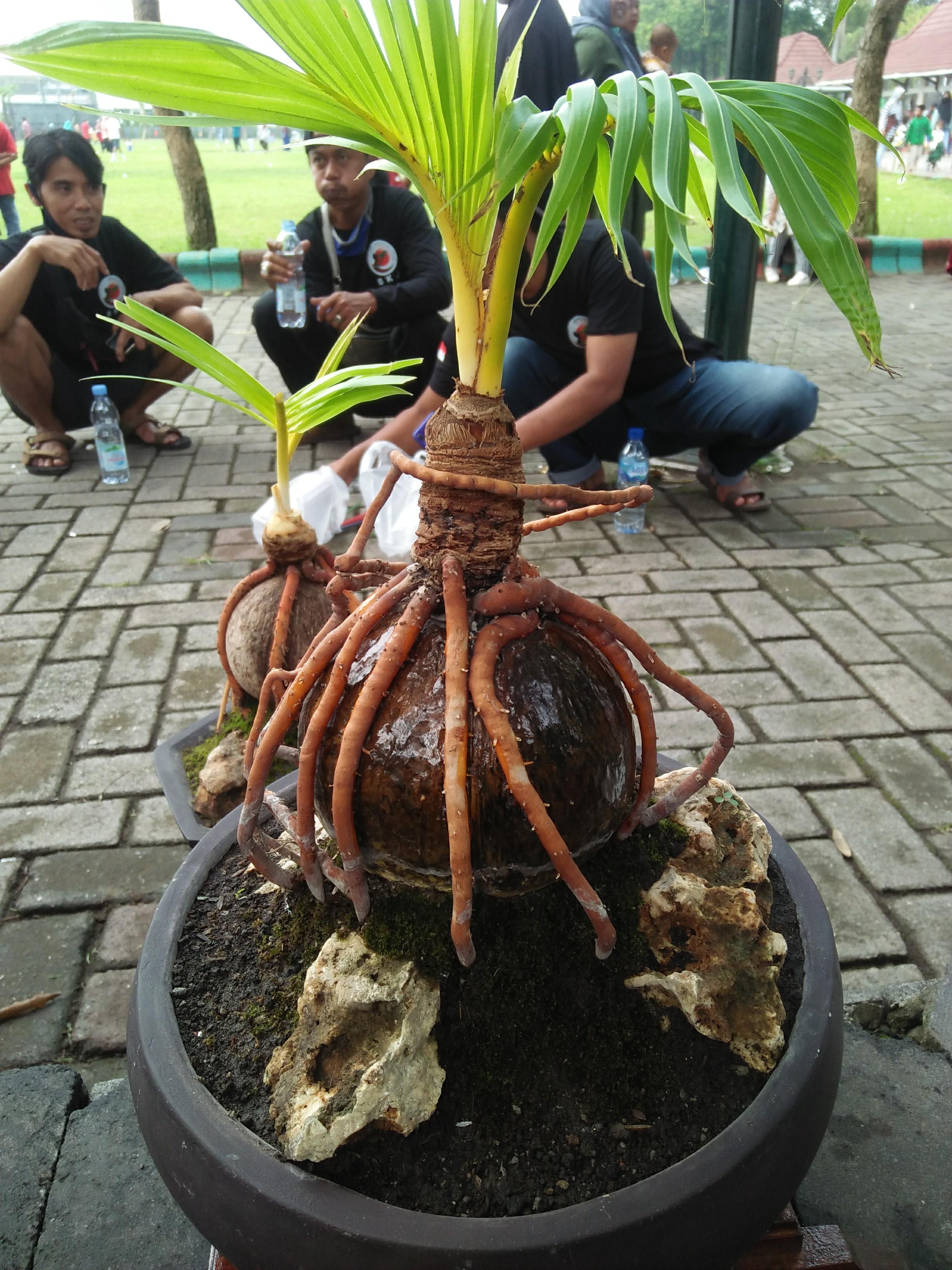 Coconut Palm Bonsai