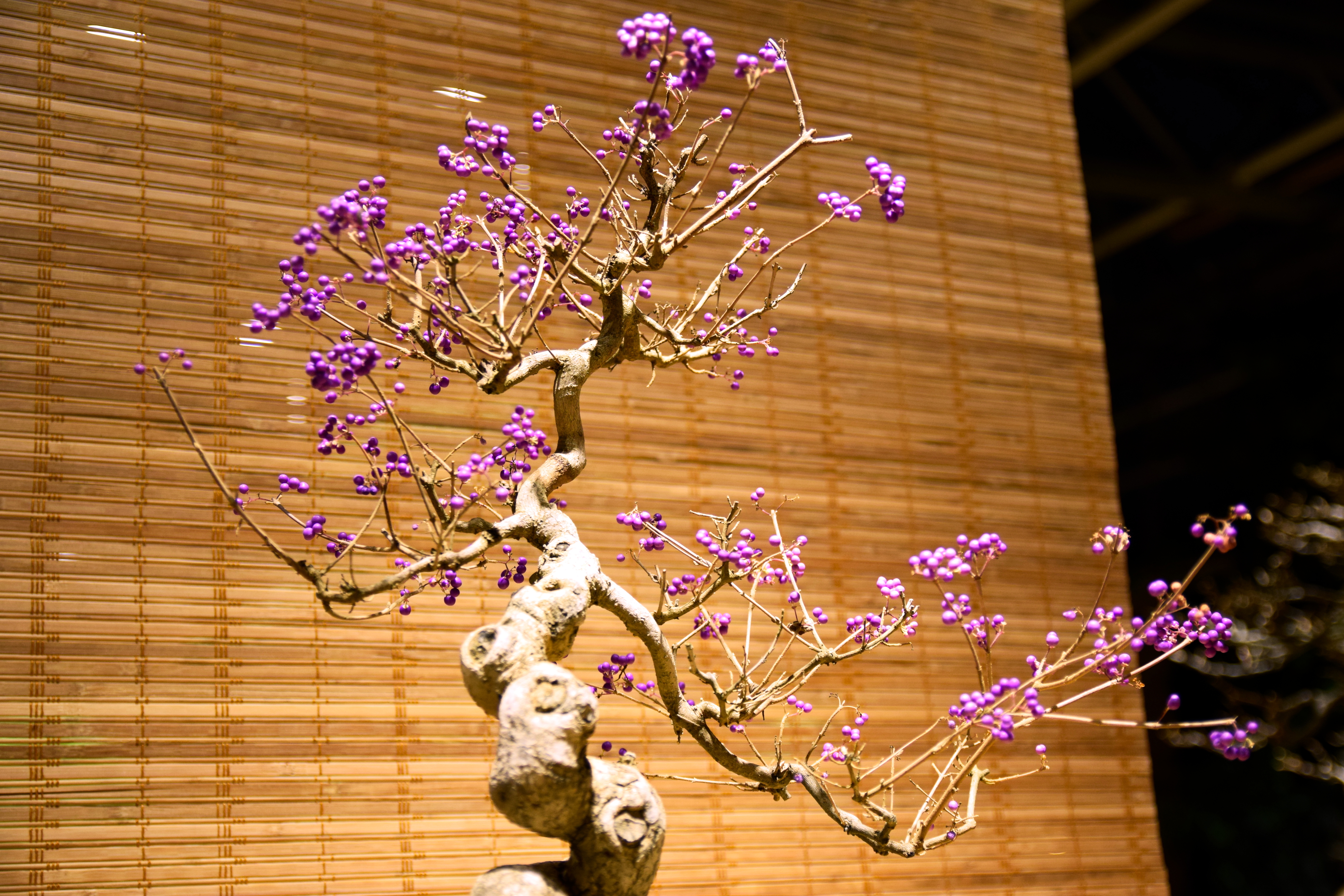 Beautyberry Bonsai with Gnarled Trunk