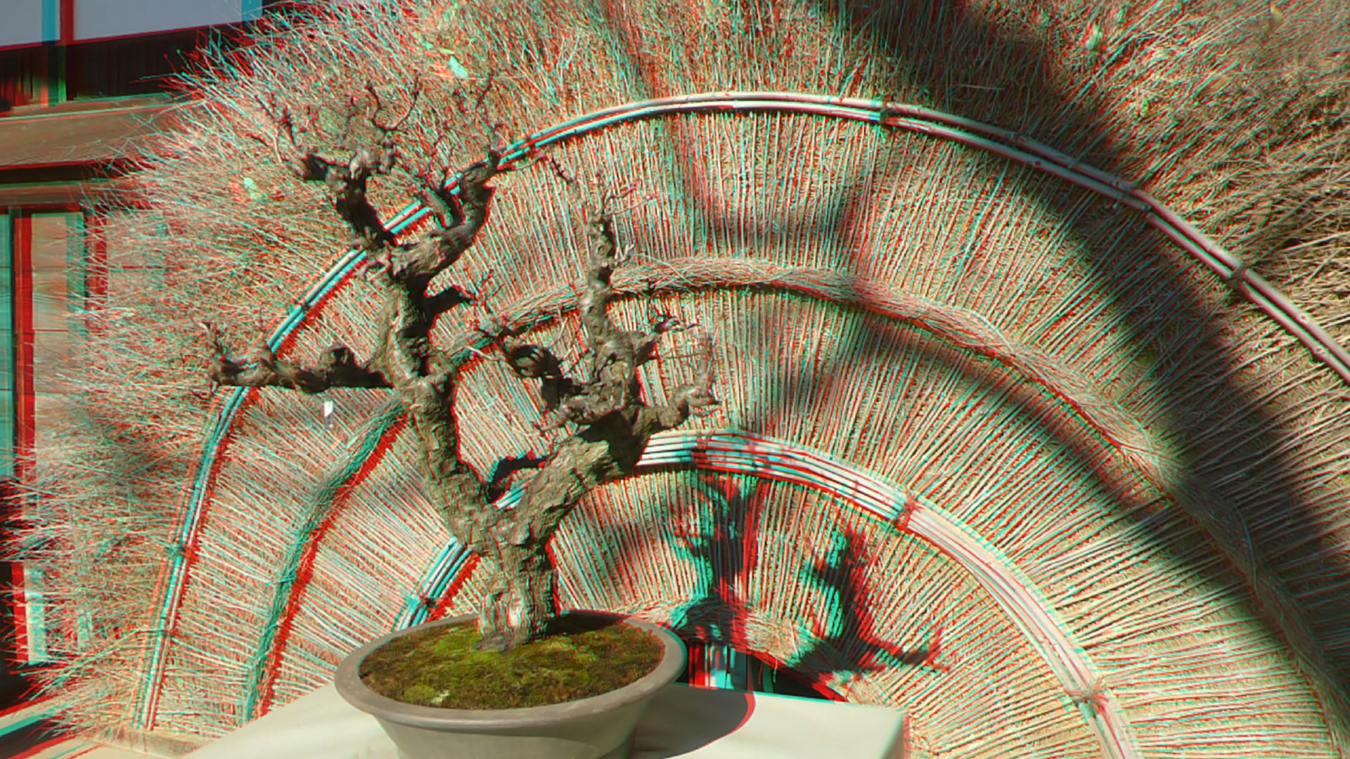 Aged Japanese Flowering Apricot Bonsai