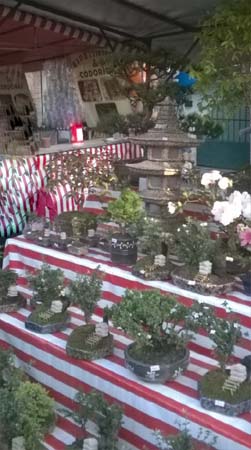 Flowering Serissa Bonsai