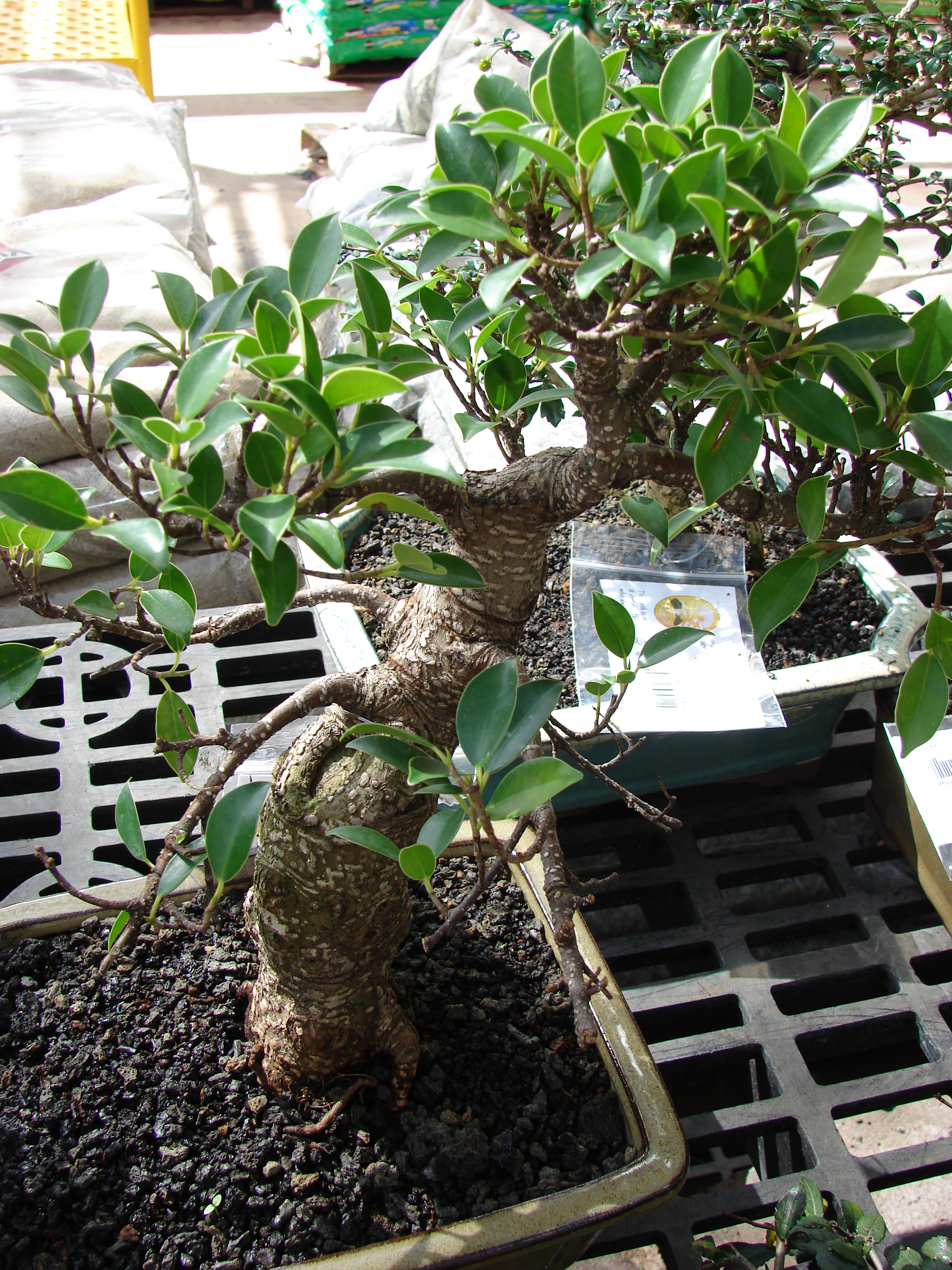 Ficus Microcarpa Informal Upright Bonsai