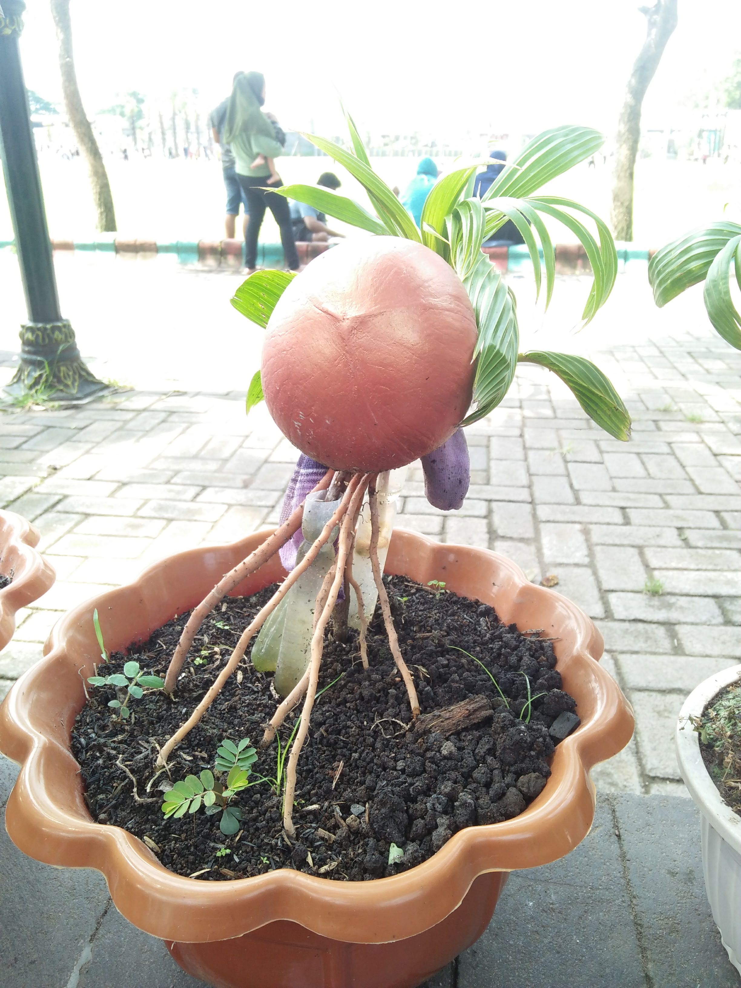 Sprouted Coconut Bonsai