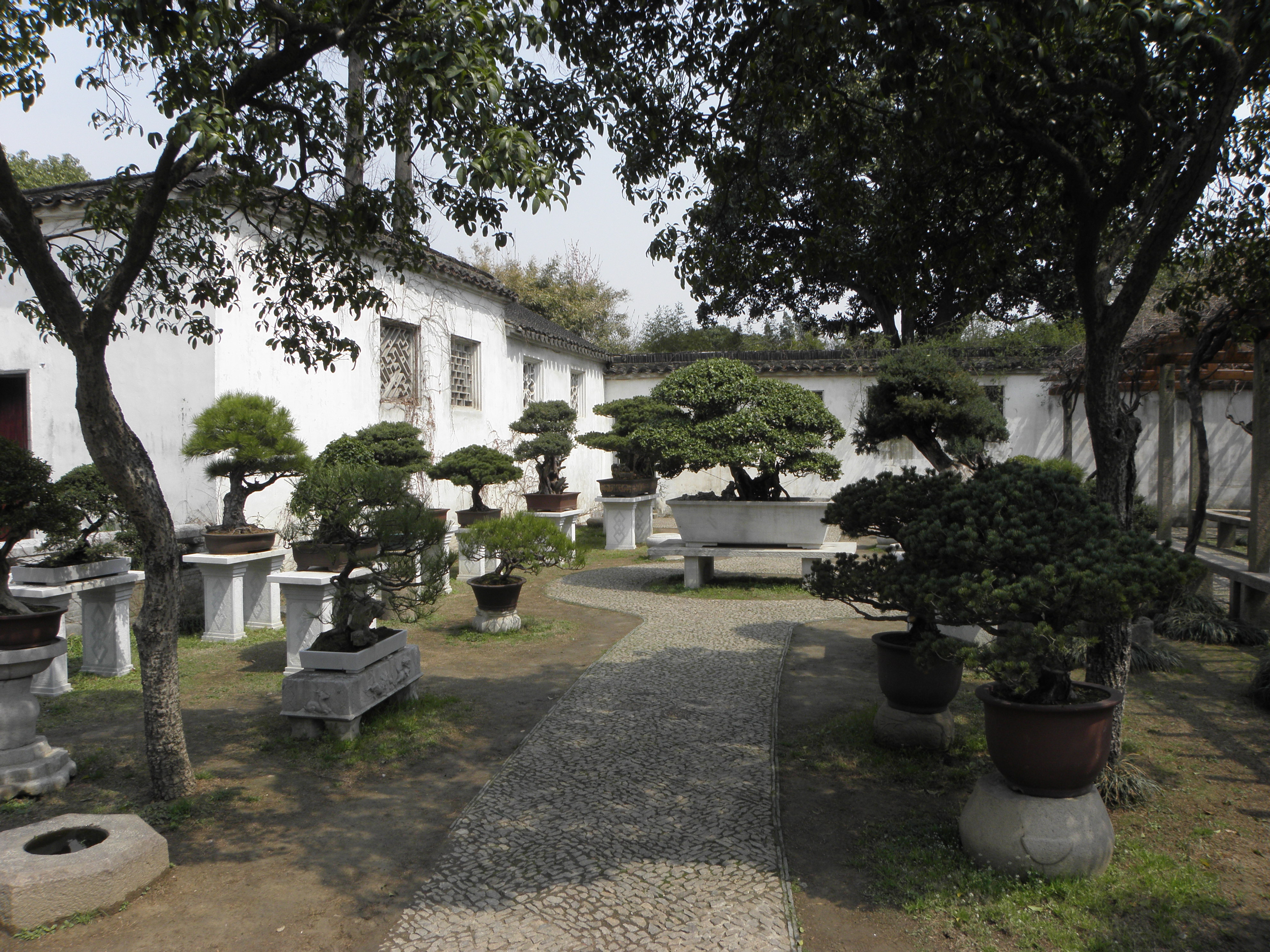Chinese Juniper Bonsai