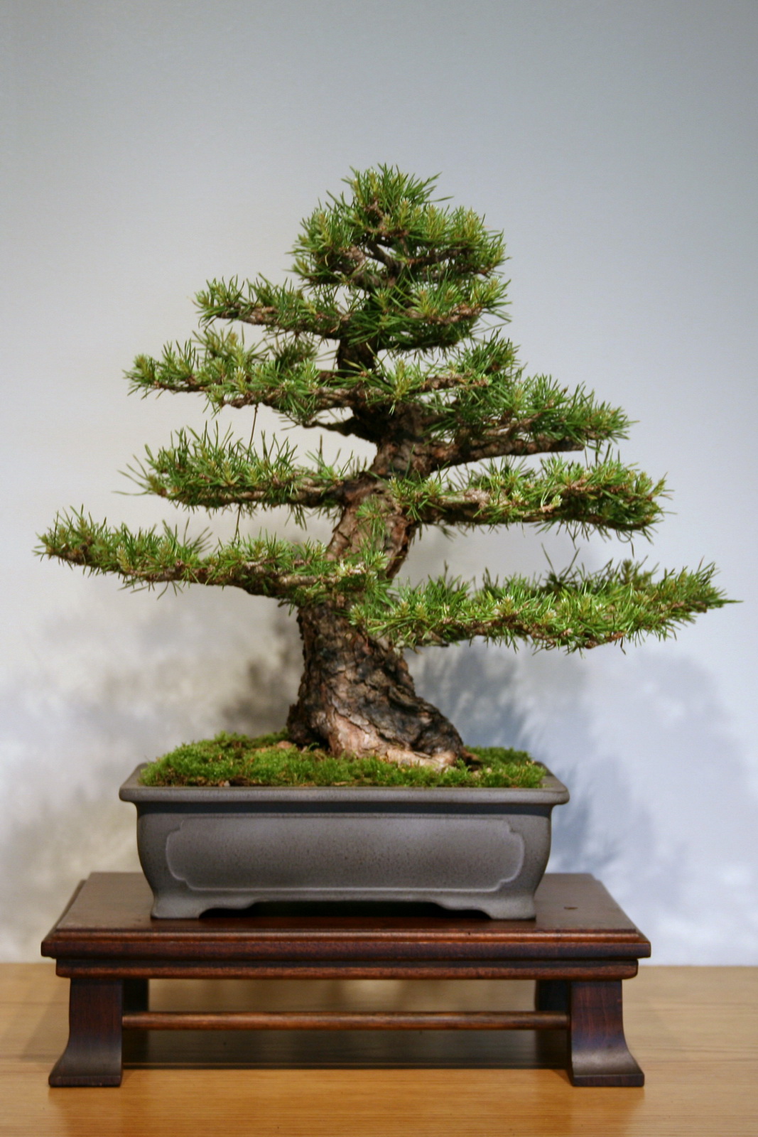 Scots Pine Informal Upright Bonsai