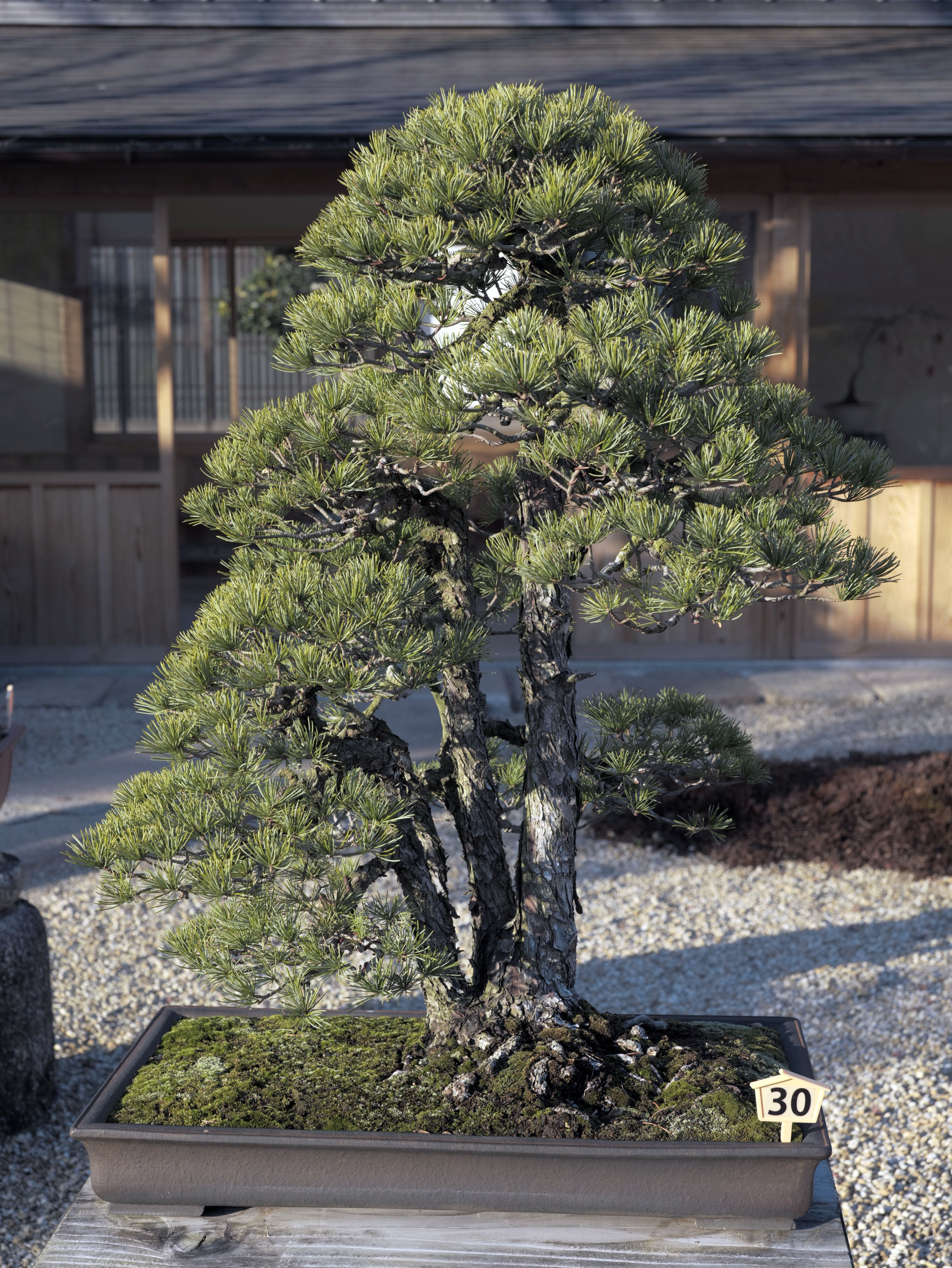 Japanese Black Pine Multi-Trunk Bonsai