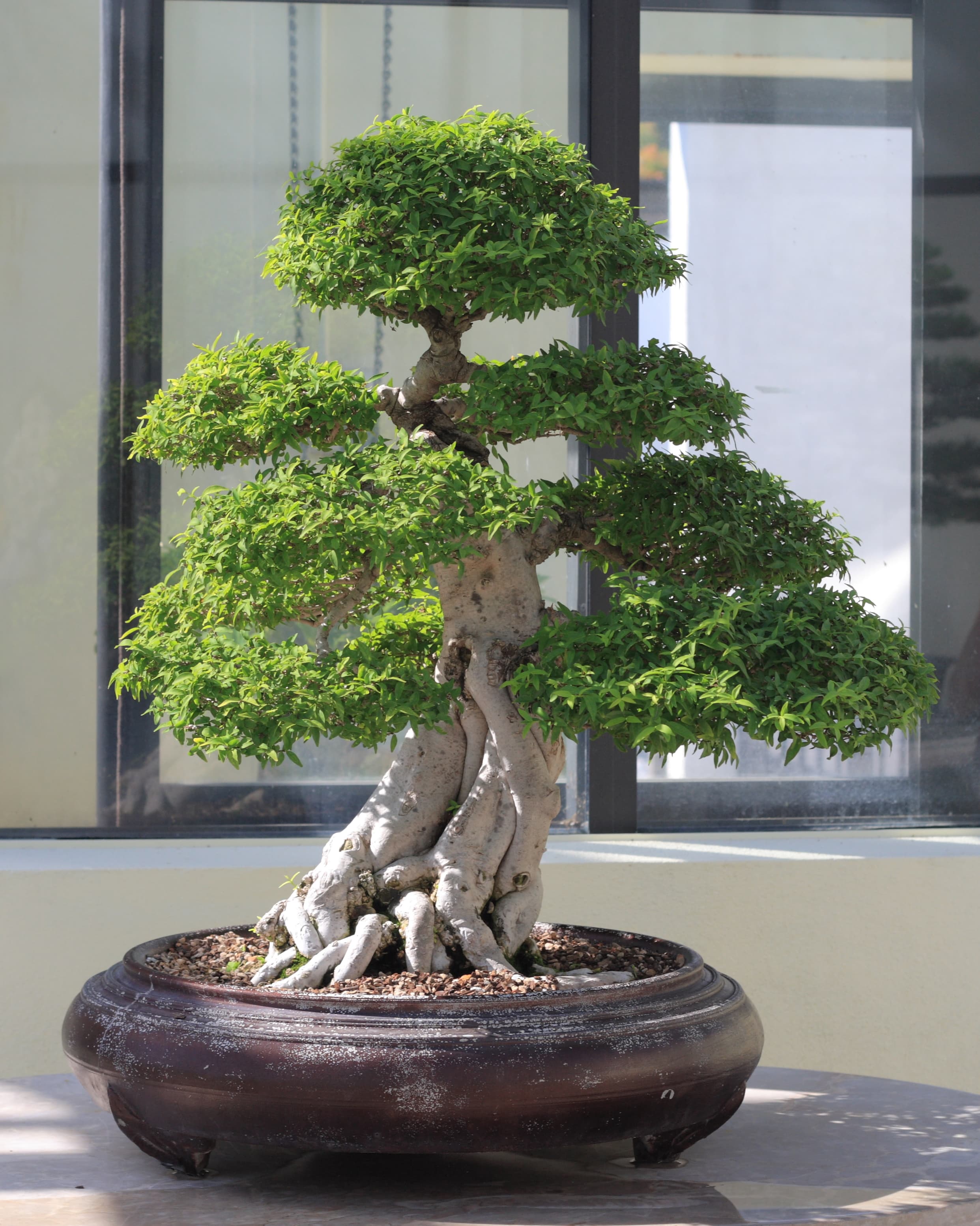 Water Jasmine Bonsai (Wrightia religiosa)