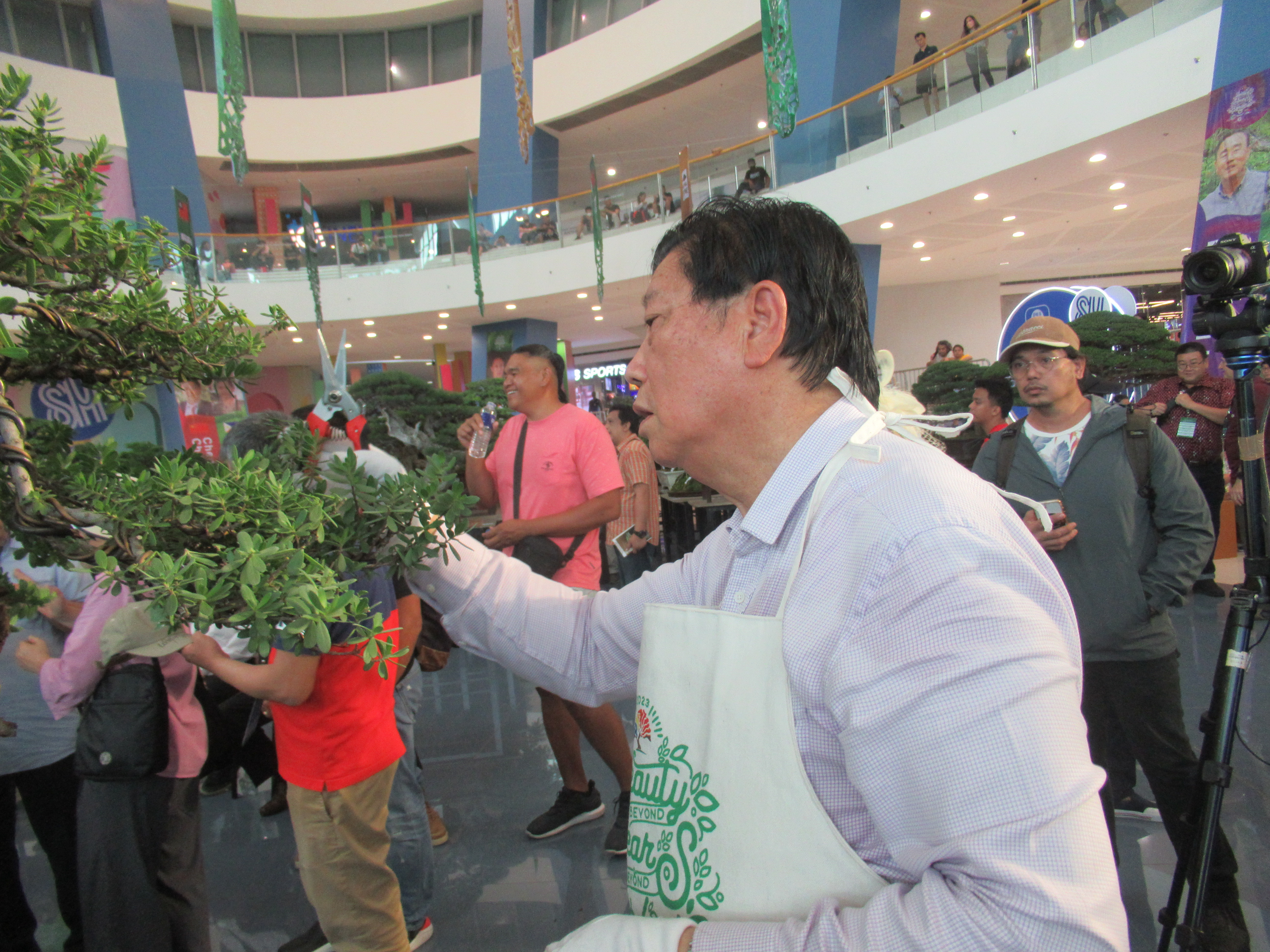 Philippine Tea Tree Informal Upright Bonsai