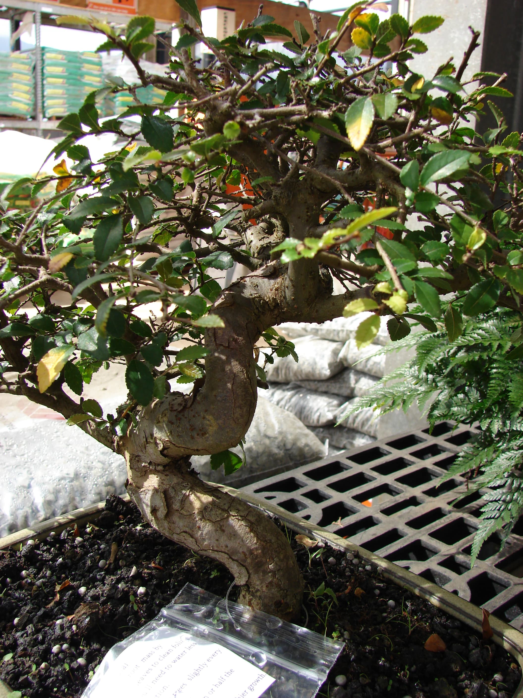 Chinese Elm Bonsai