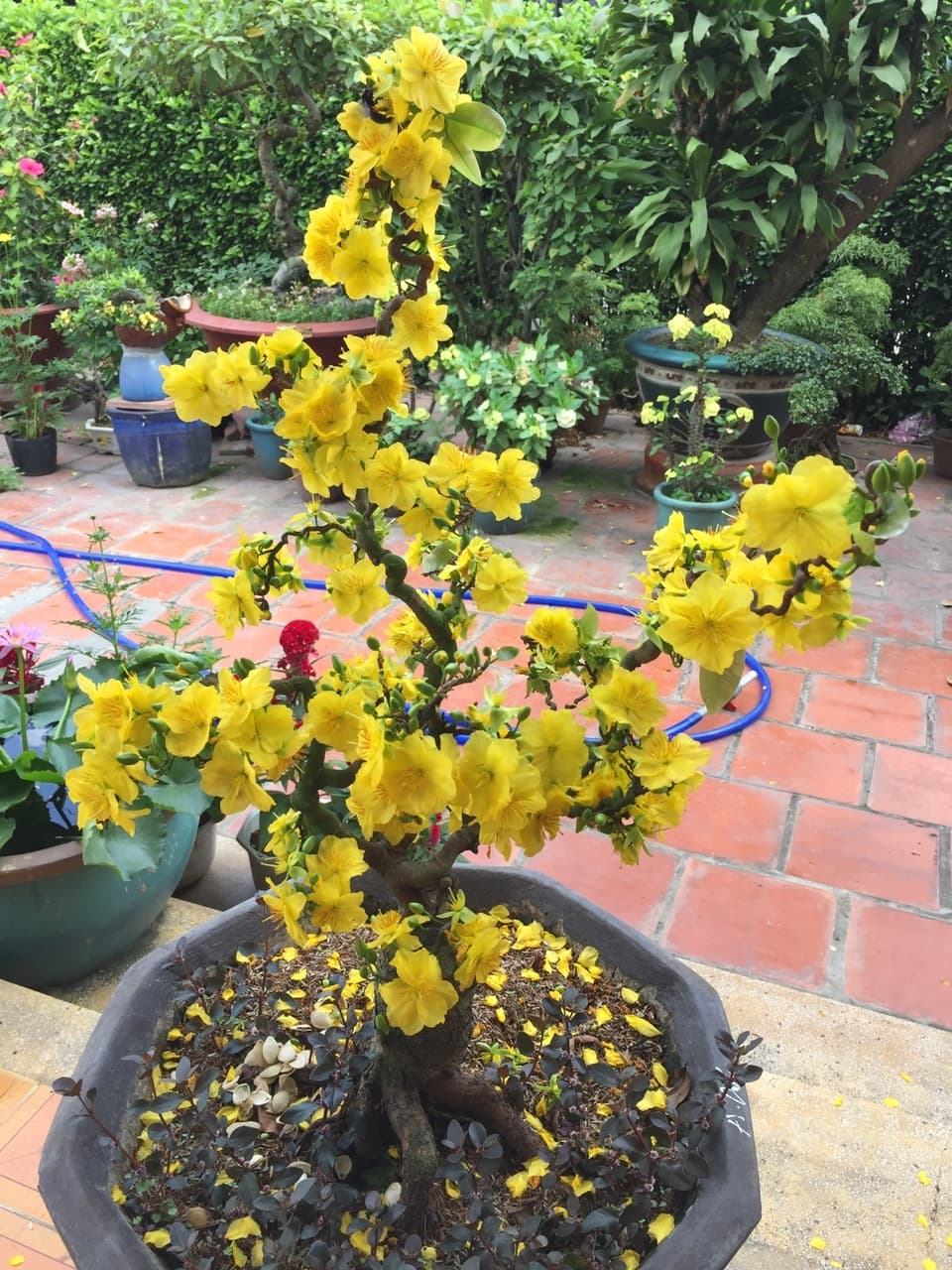 Flowering Vietnamese Ochna Bonsai