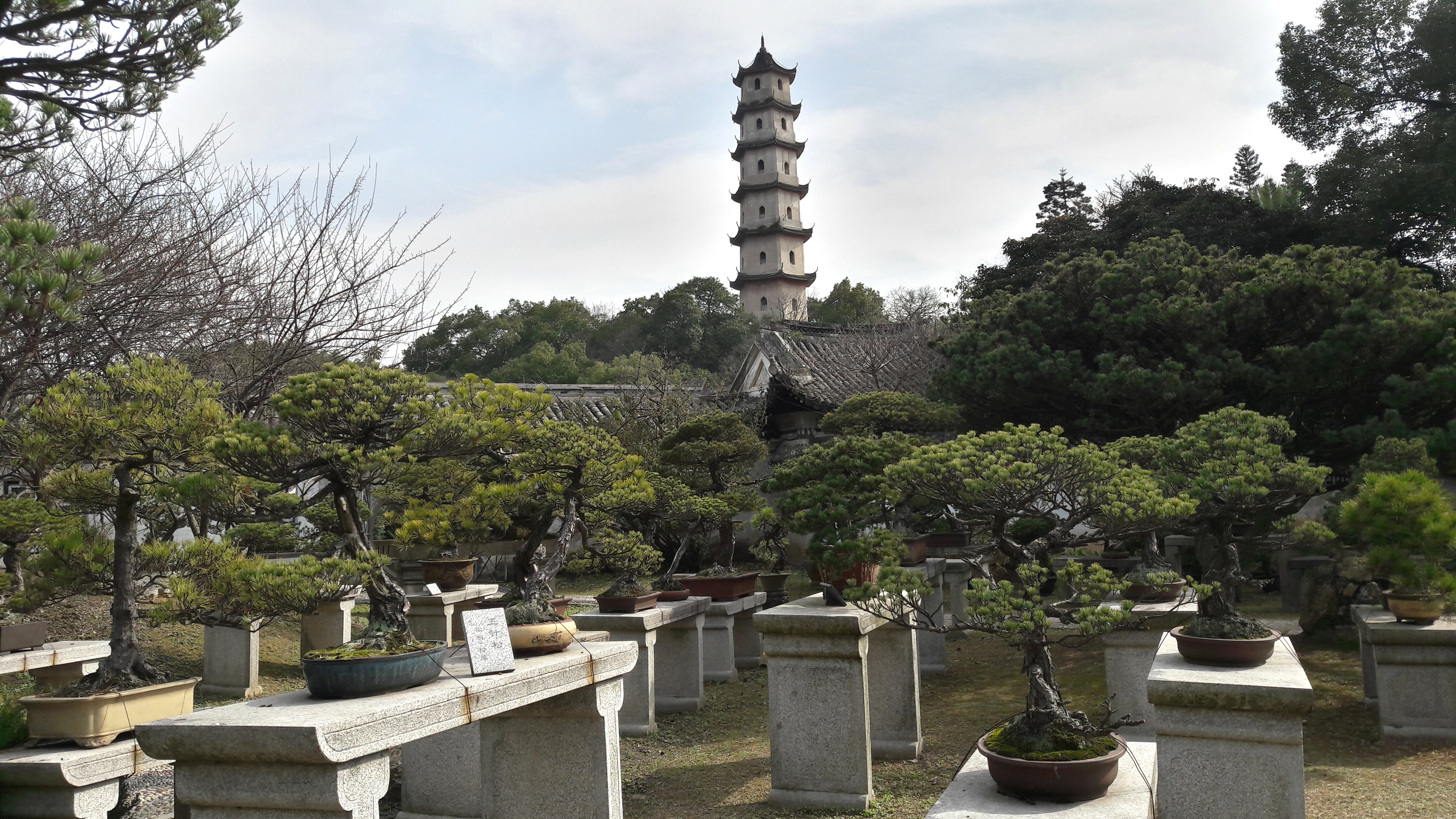 Wenzhou Penjing Masson's Pine
