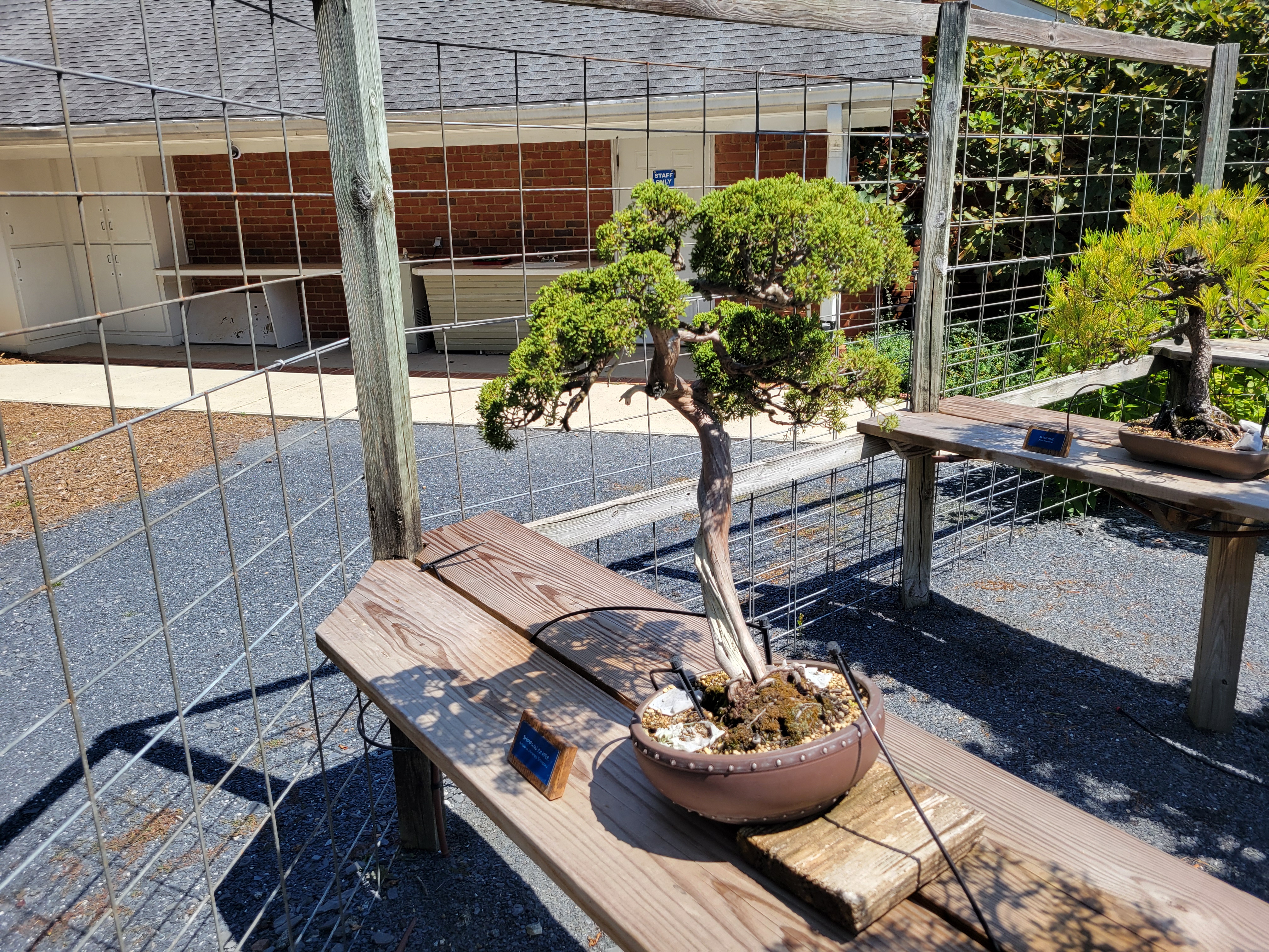 Shimpaku Juniper Bonsai