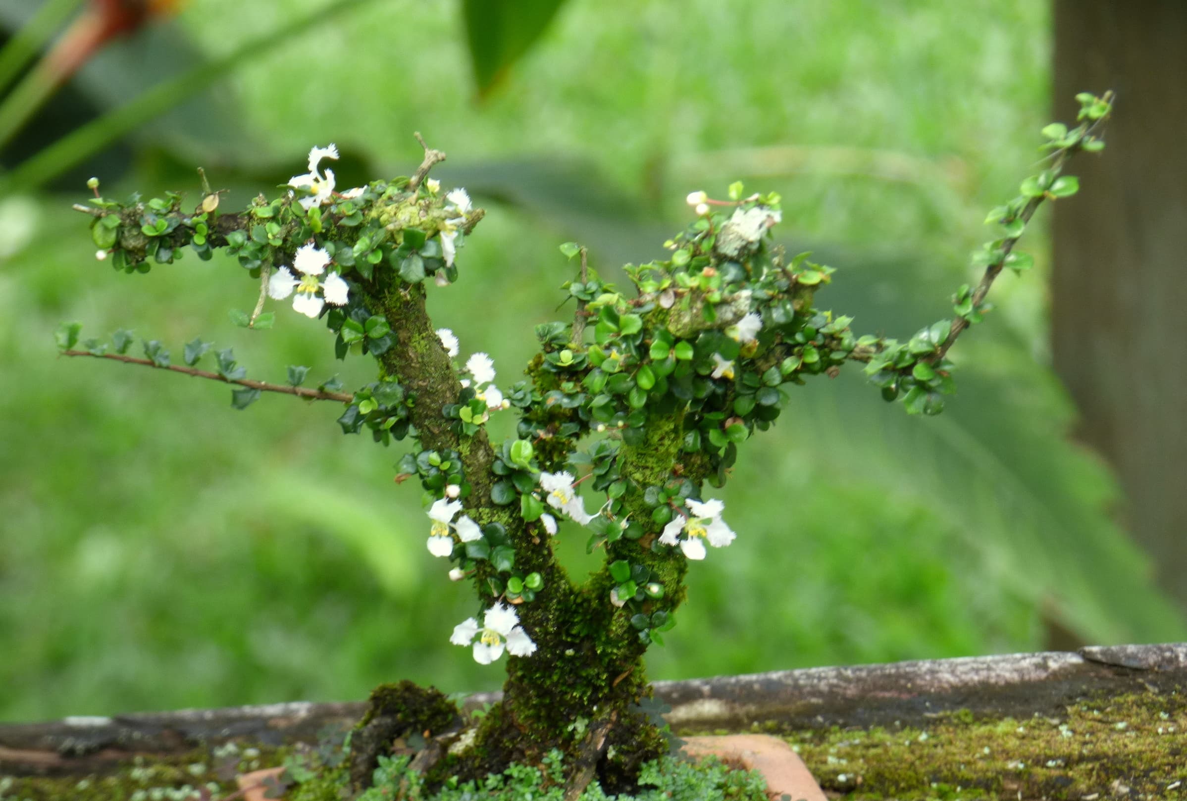 Miniature Holly Bonsai