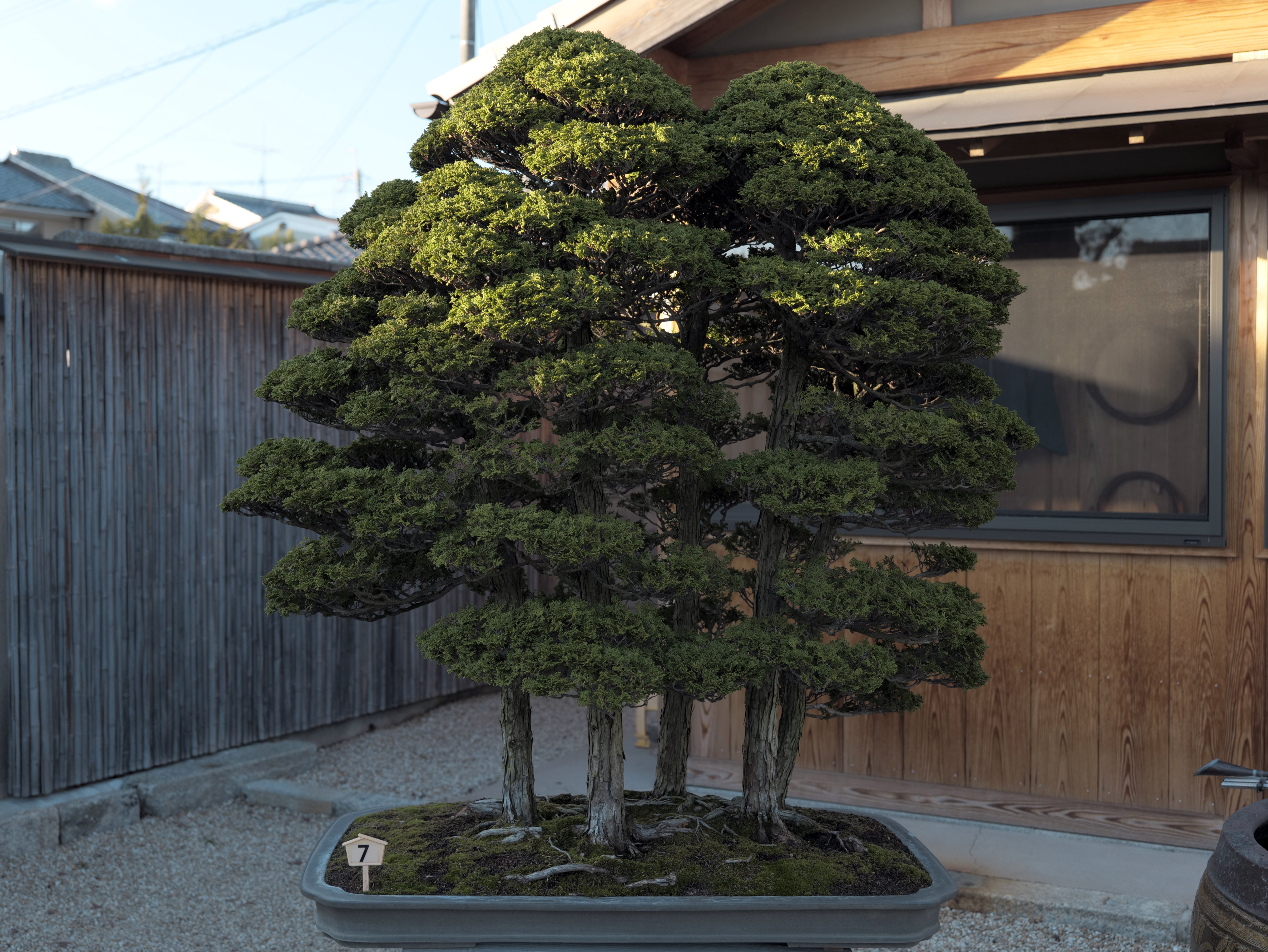Hinoki Cypress Forest Bonsai