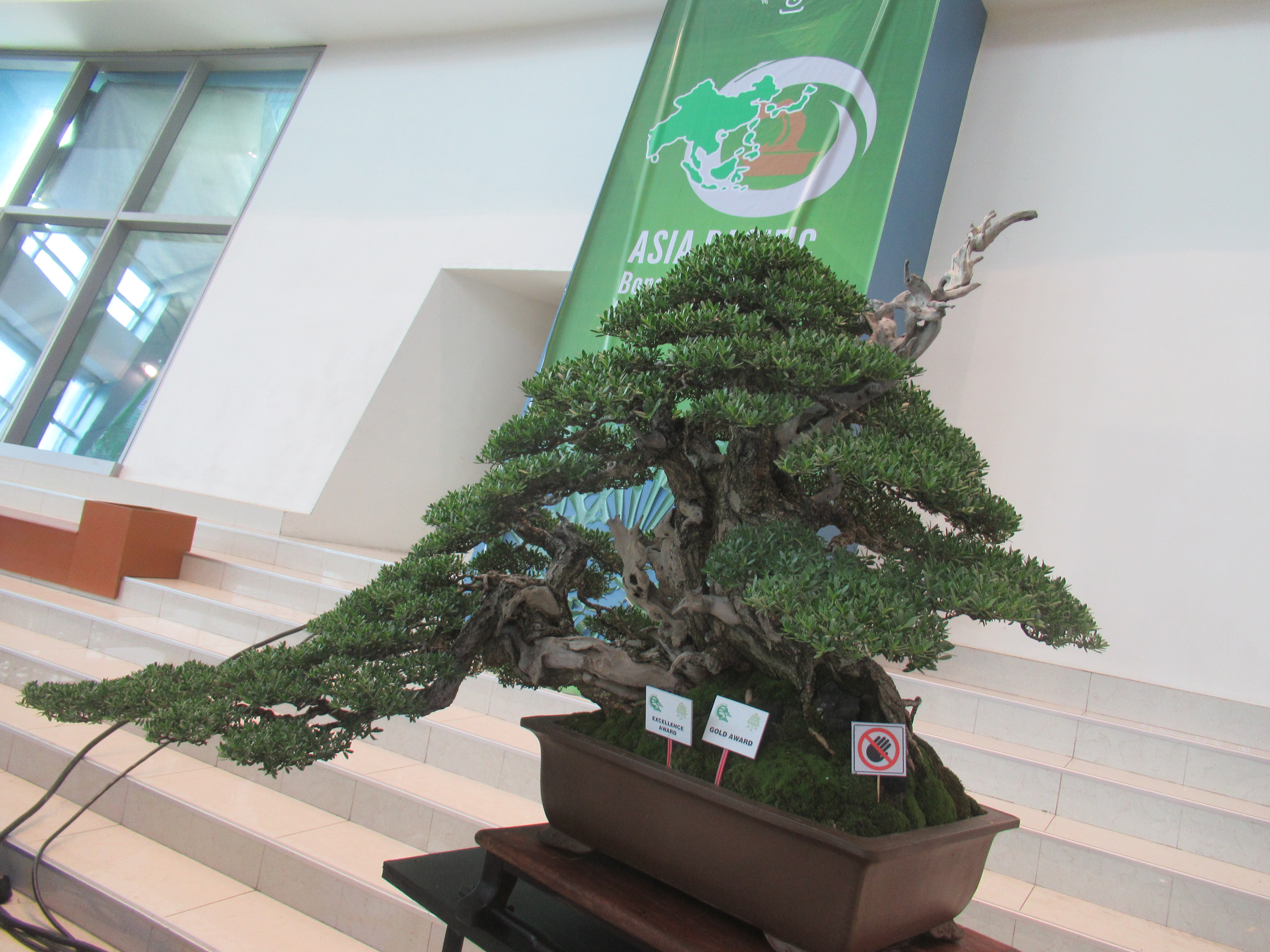 Ancient Boxwood Semi-Cascade Bonsai