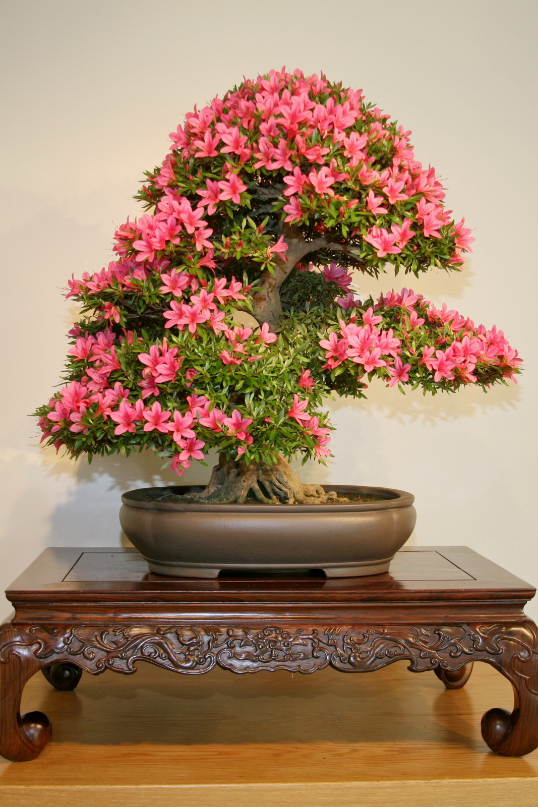 Satsuki Azalea 'Korin' Bonsai