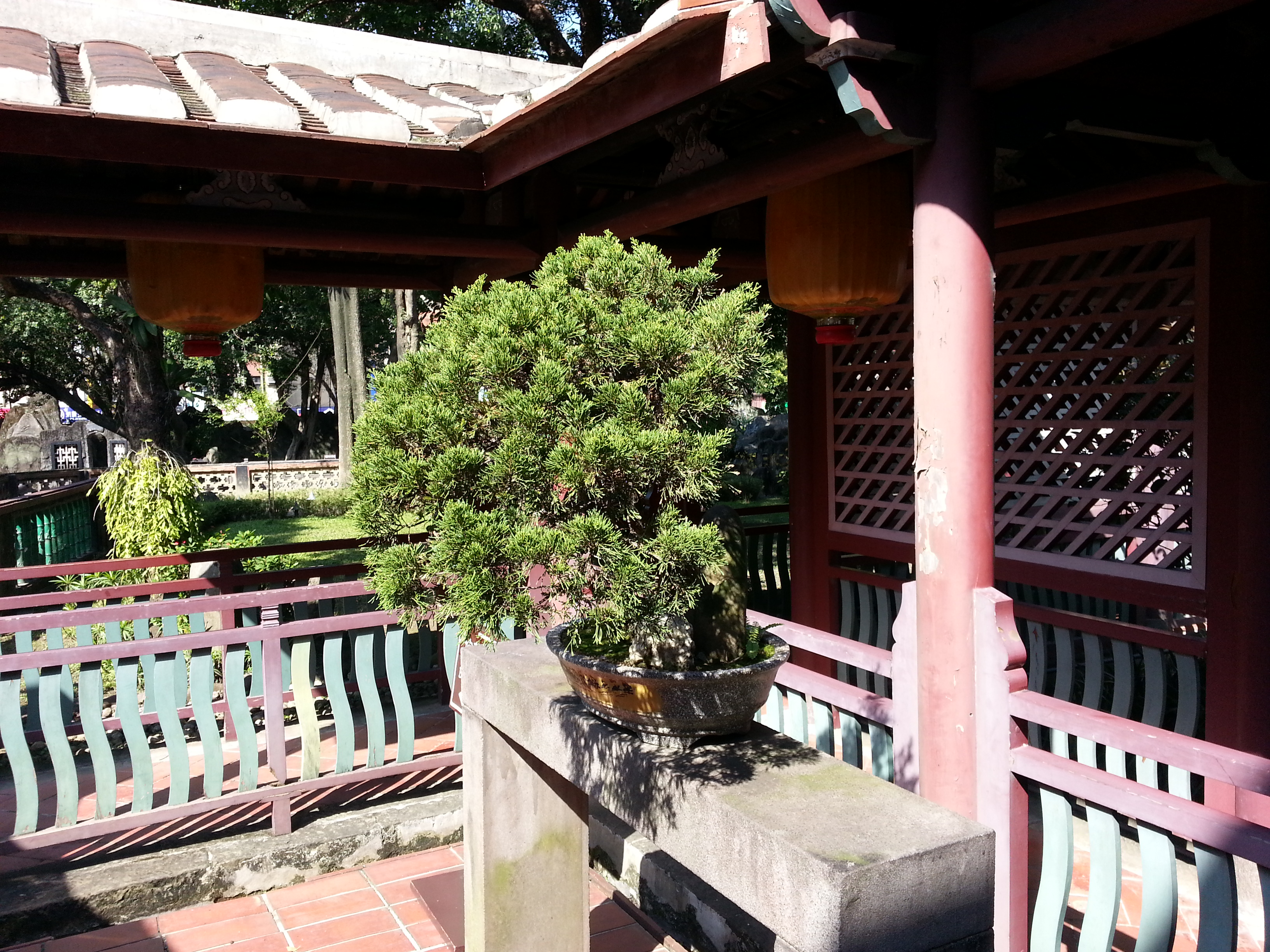 Mature Chinese Juniper Bonsai
