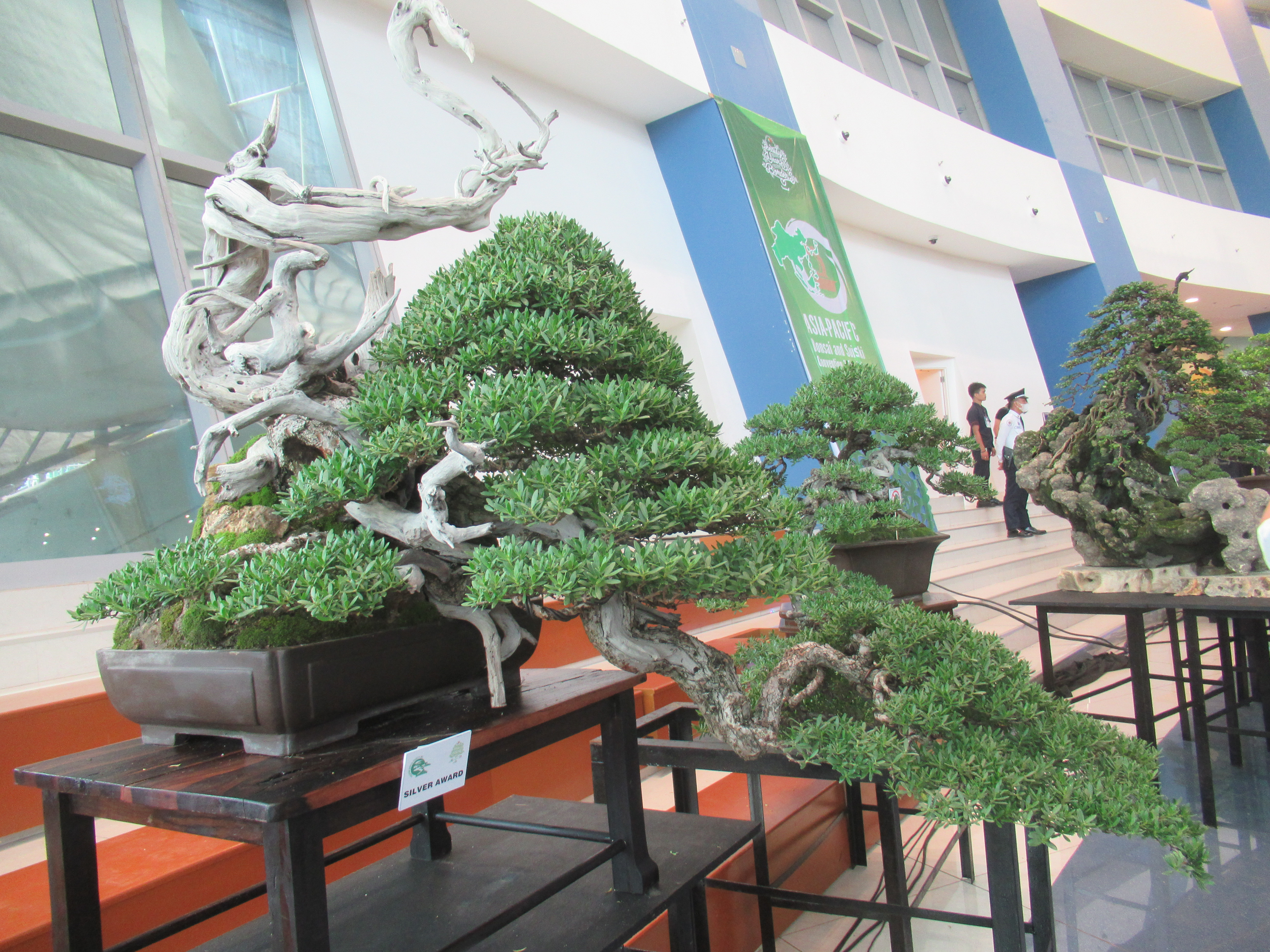 Silver Award Chinese Juniper Bonsai