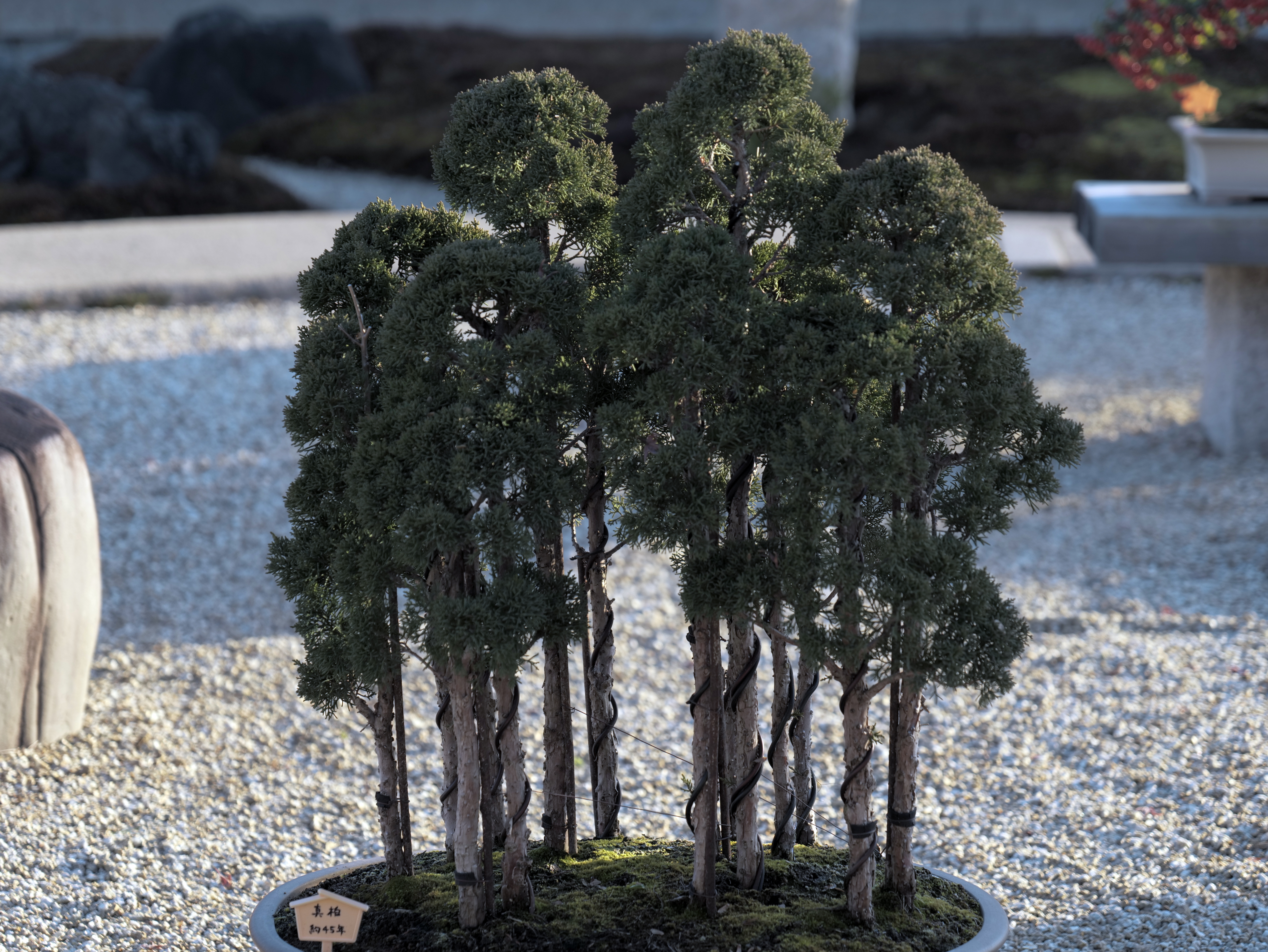 Shimpaku Juniper Forest Bonsai