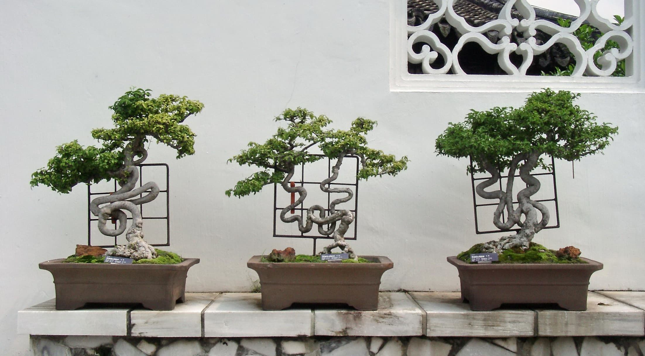 Serpentine Ficus Bonsai