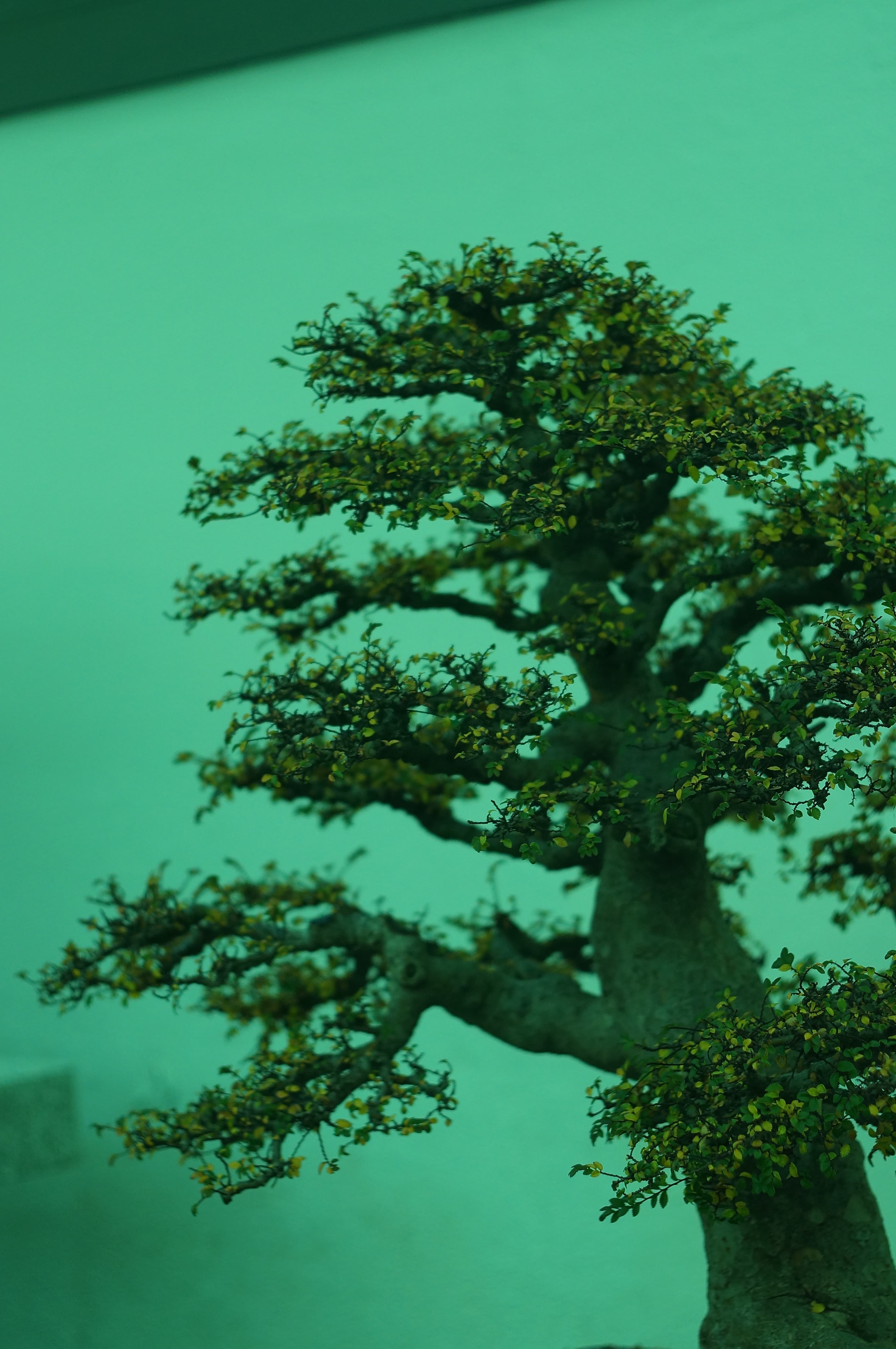 Gnarled Ficus Bonsai
