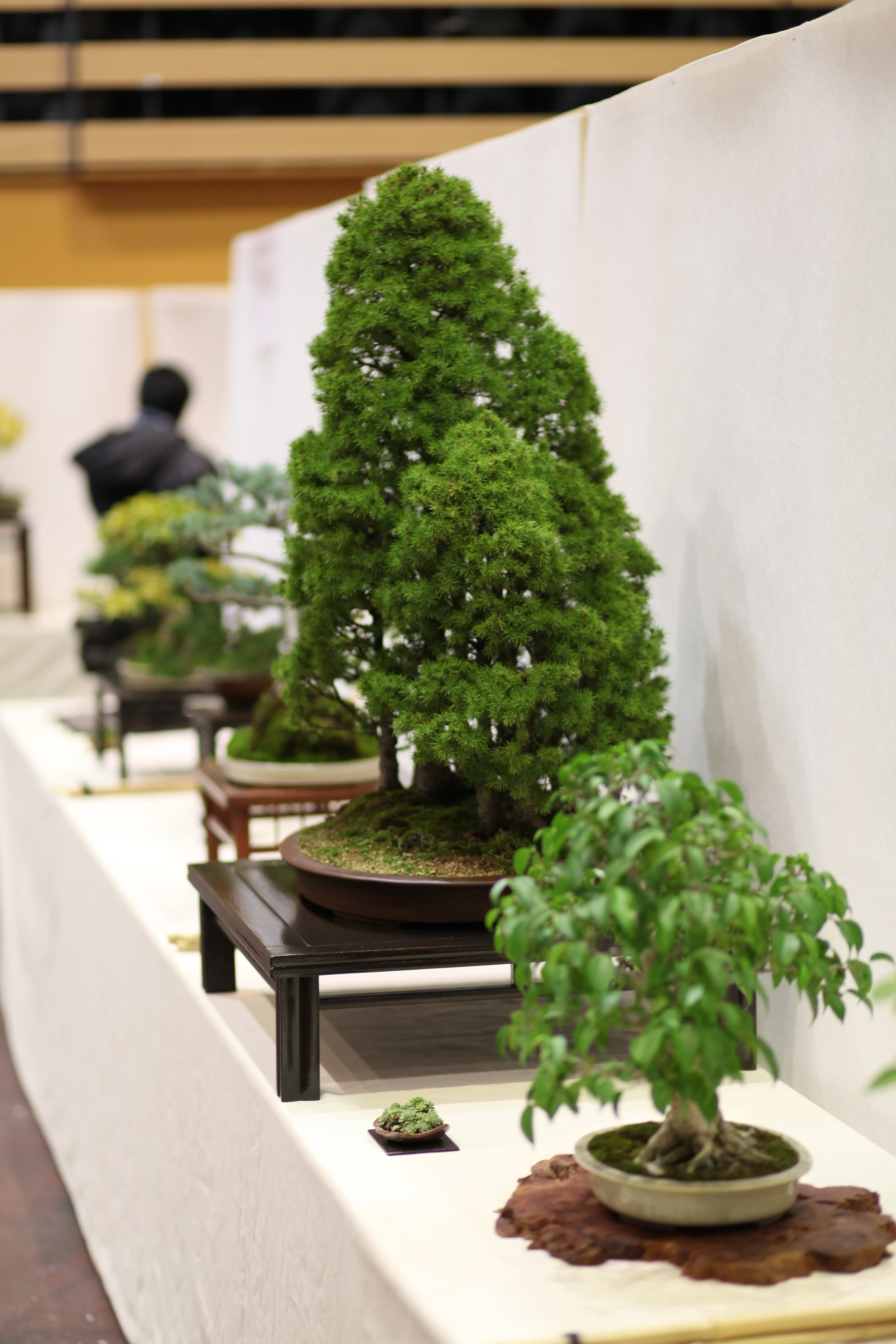 Japanese Cedar Forest Bonsai