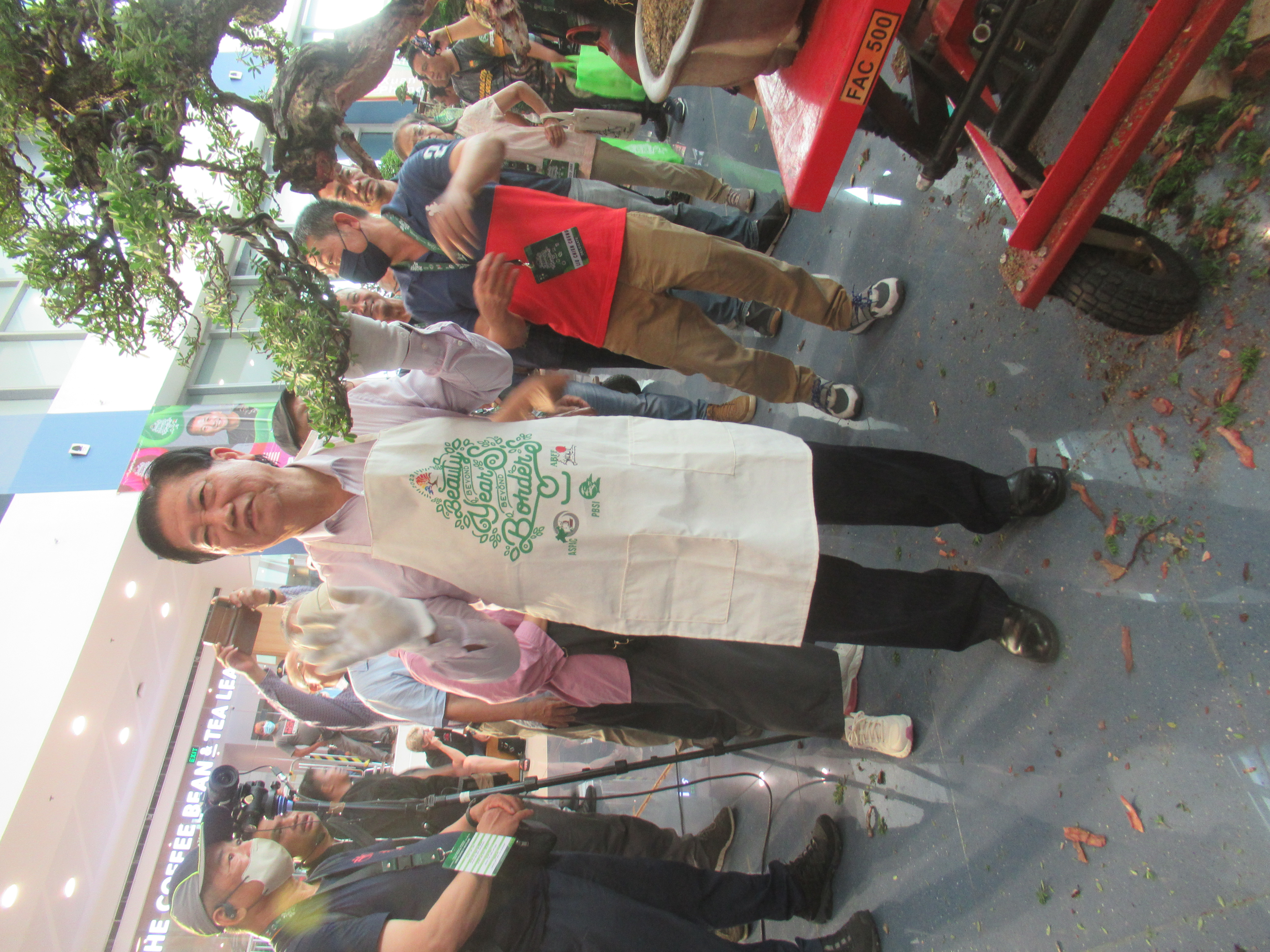 Large Gnarled Ficus Bonsai