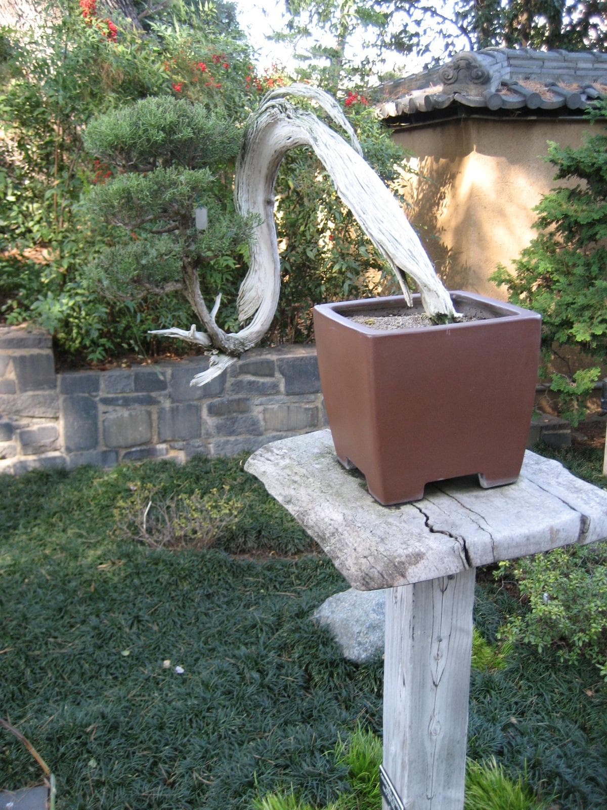 Chinese Juniper Semi-Cascade with Dramatic Deadwood