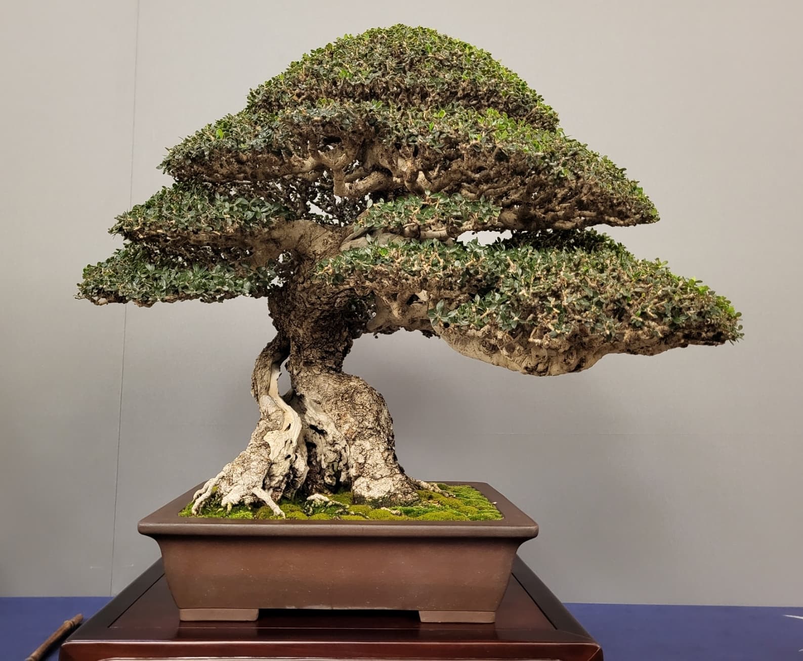 Mallorca Wild Olive Bonsai