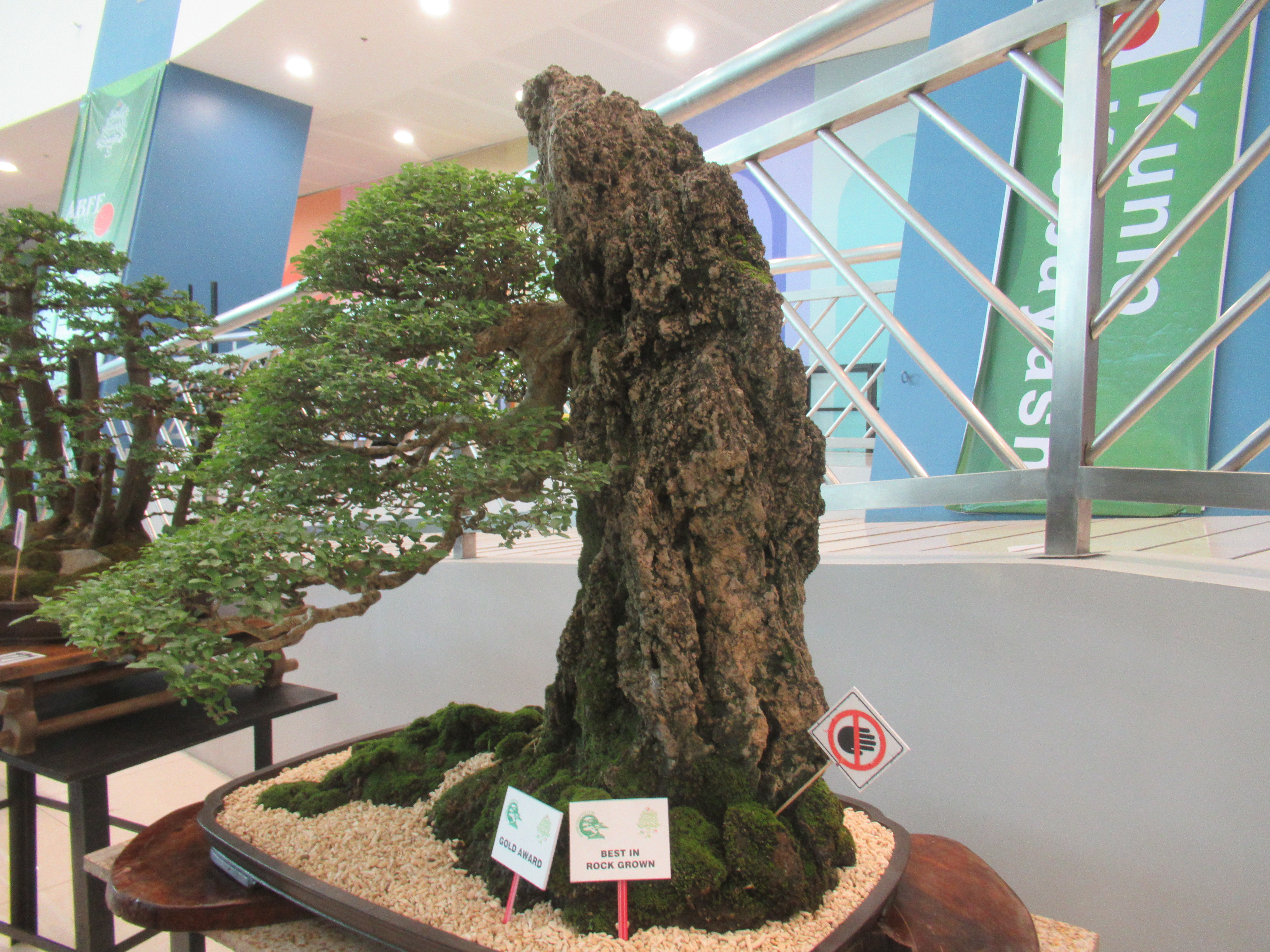 Premna microphylla Root-Over-Rock Bonsai