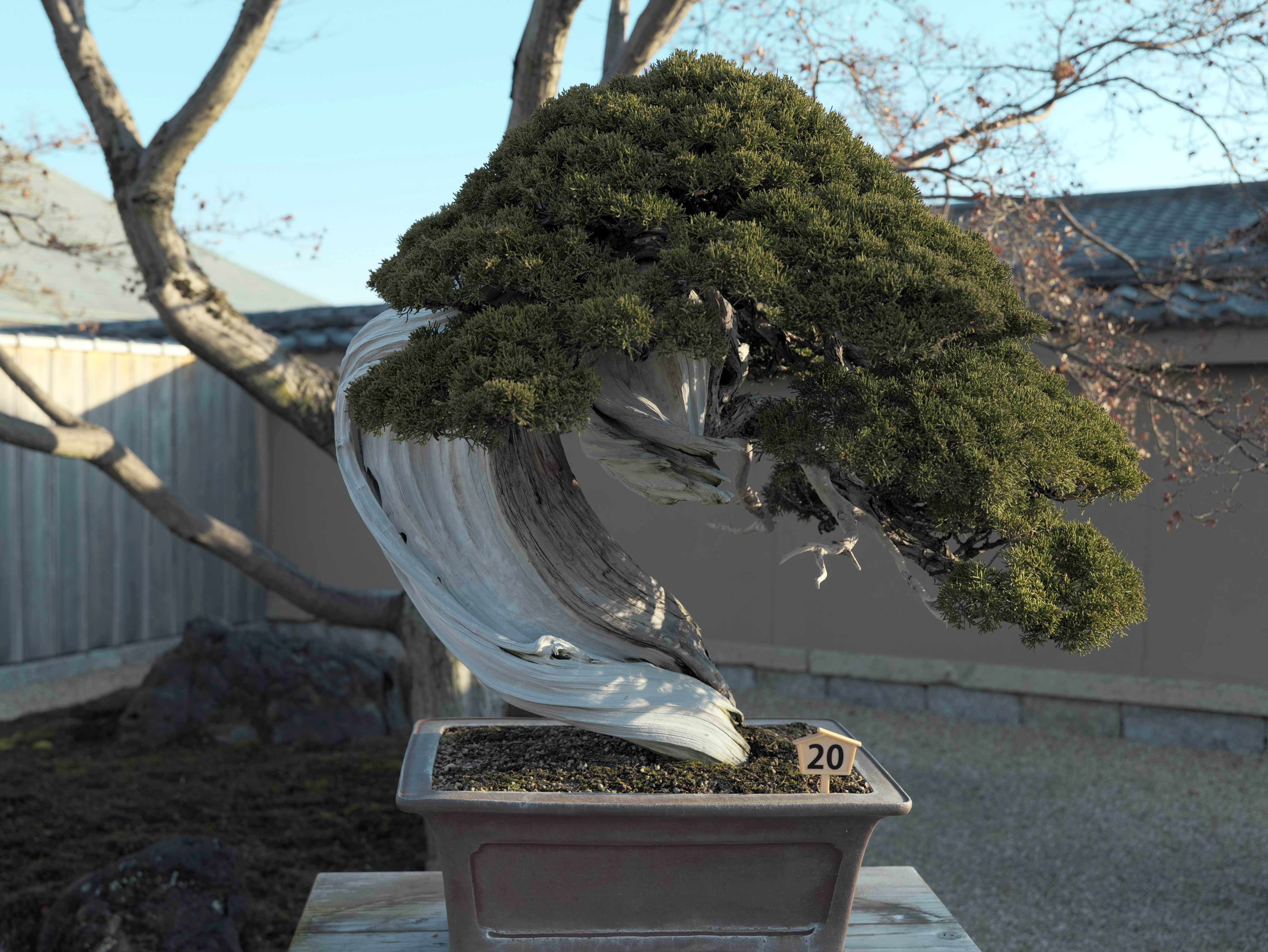 Semi-Cascade Juniper Bonsai with Dramatic Deadwood