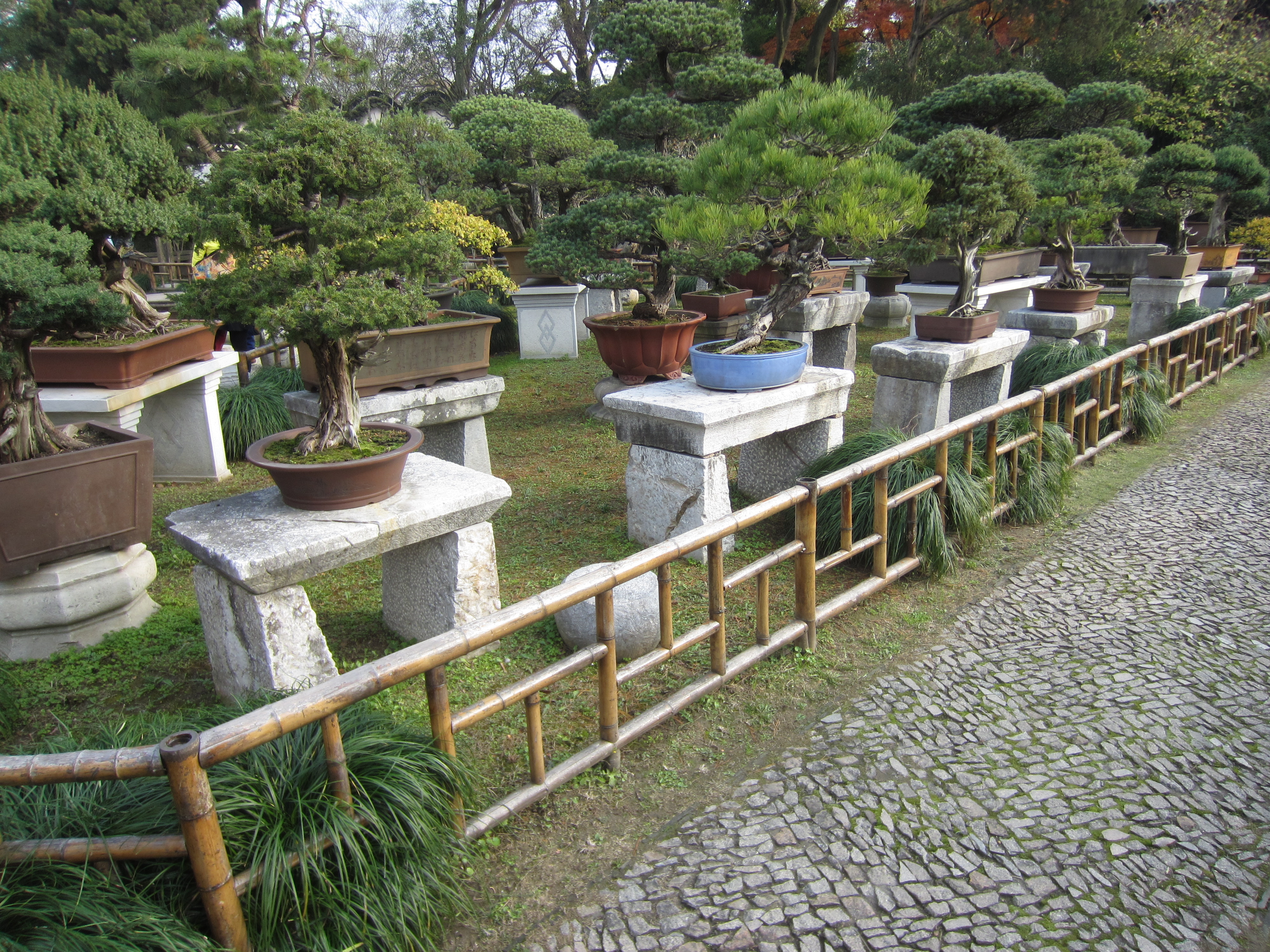 Chinese Juniper Penjing