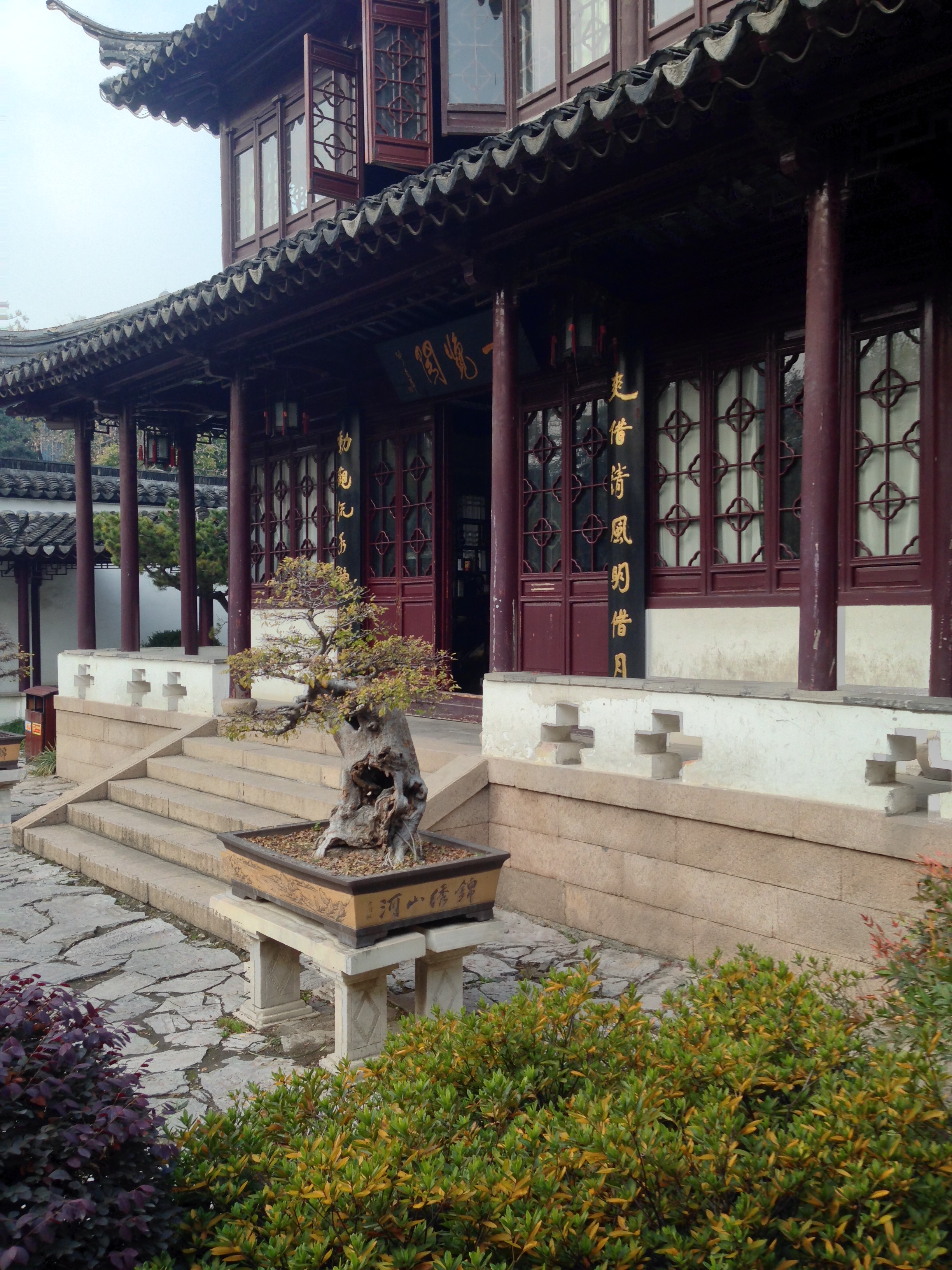 Ancient Chinese Elm Bonsai