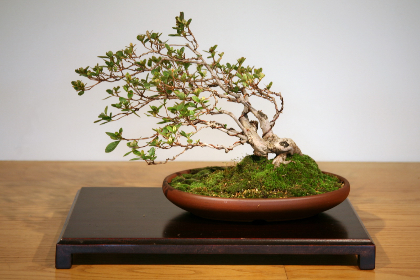 Windswept Satsuki Azalea Bonsai