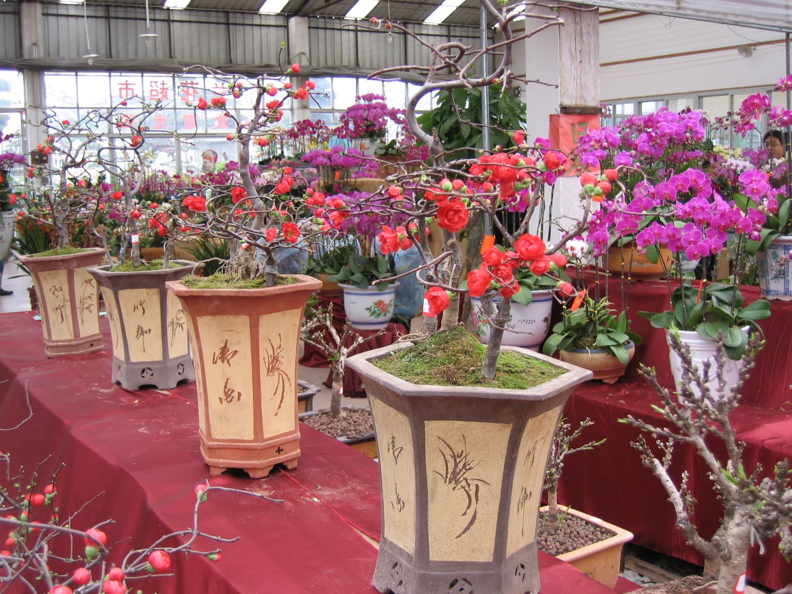 Flowering Quince Bonsai