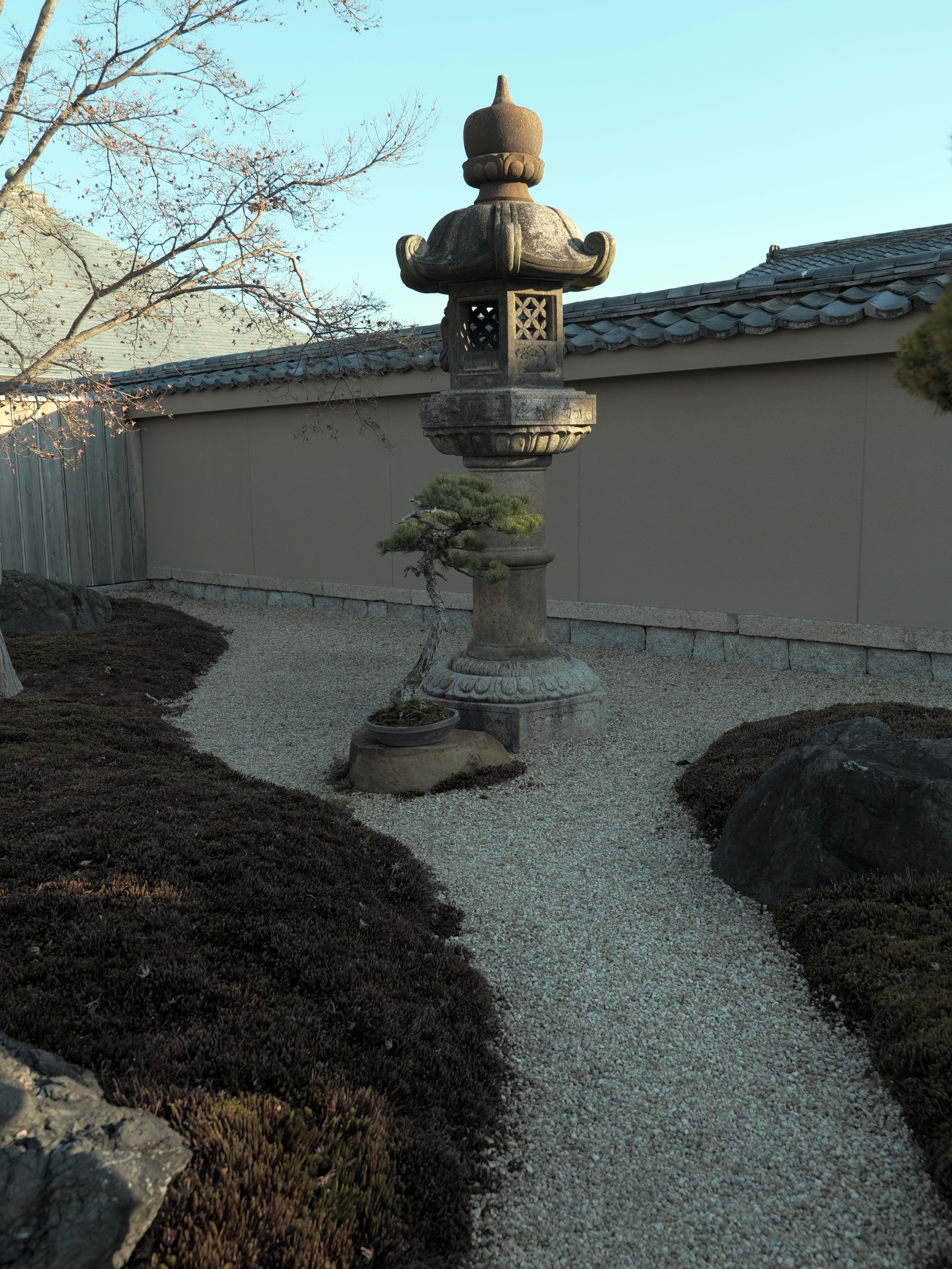 Japanese Black Pine Slanting Bonsai