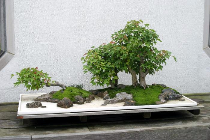 Trident Maple Penjing Landscape