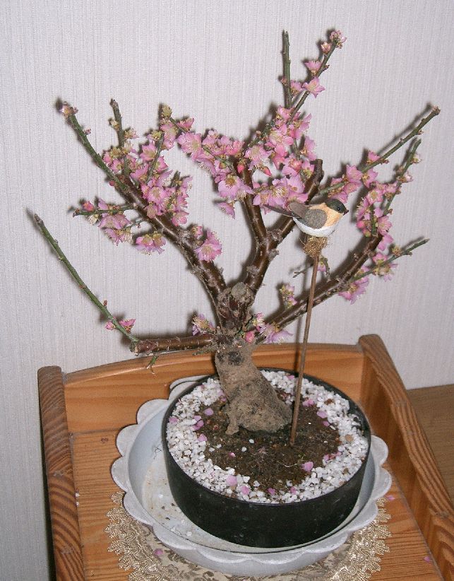 Flowering Ume Bonsai