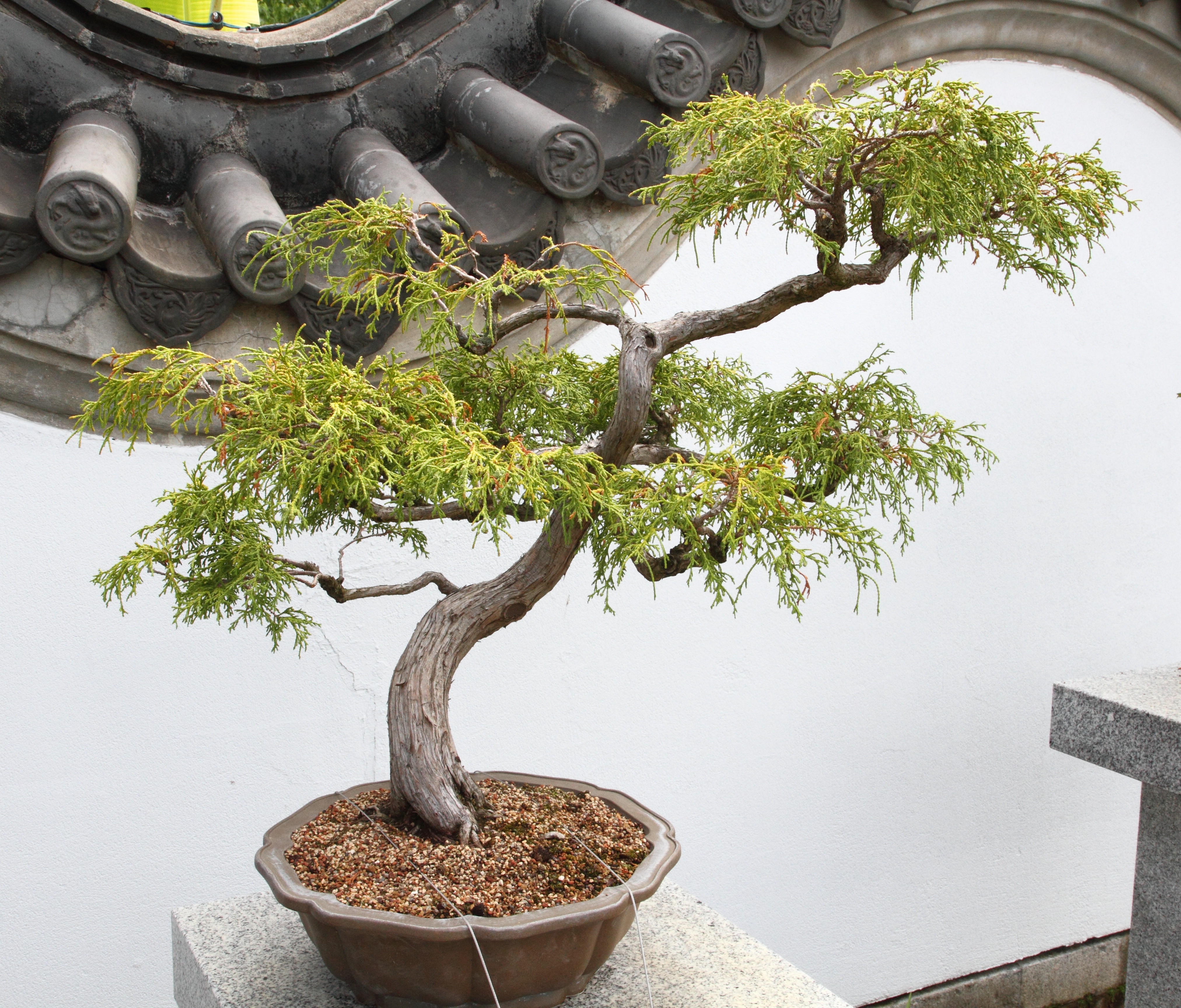 Sawara Cypress 'Filifera Nana' Penjing